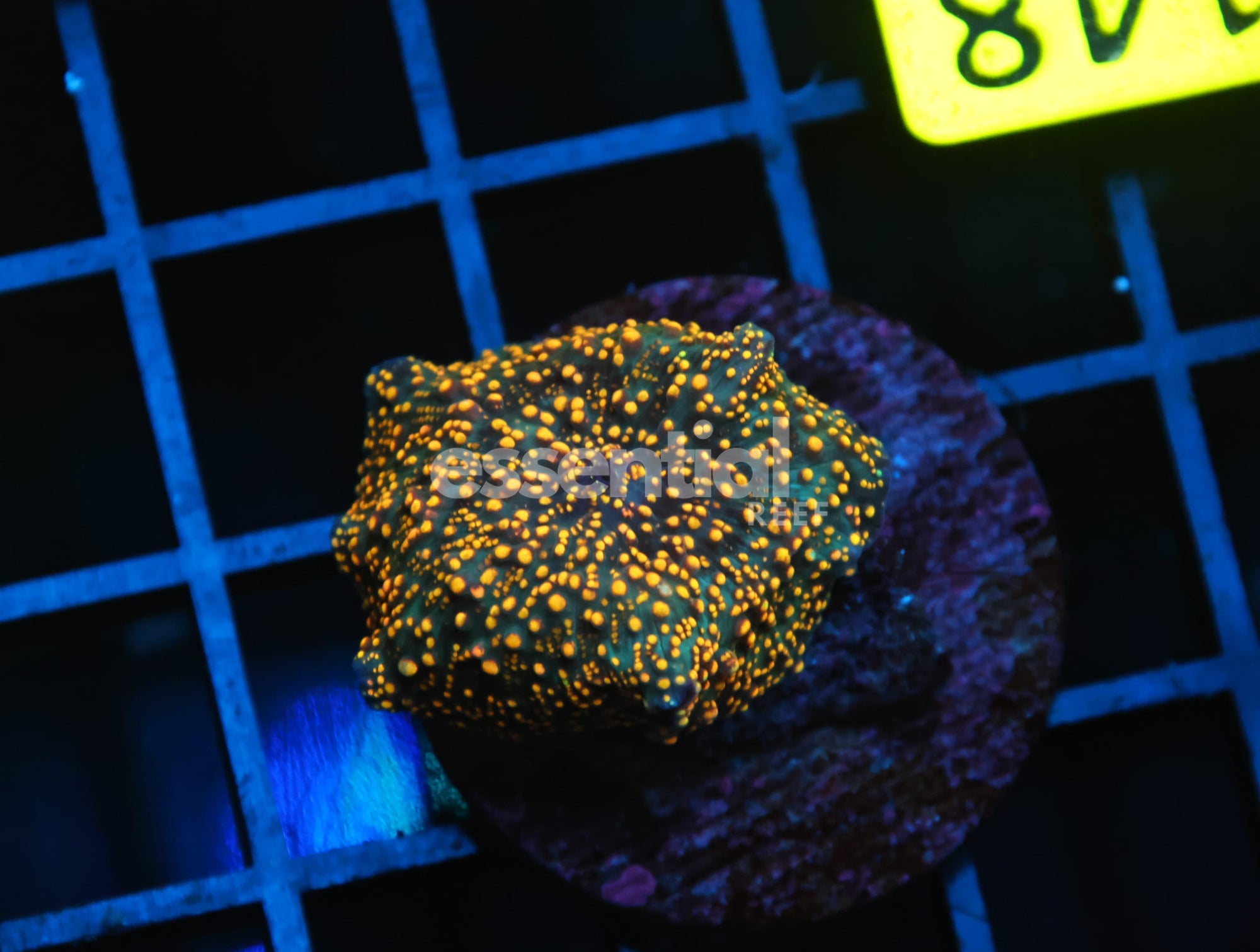 Watermarked - B148 - INTERSTELLAR DISCO MUSHROOM CULTURED