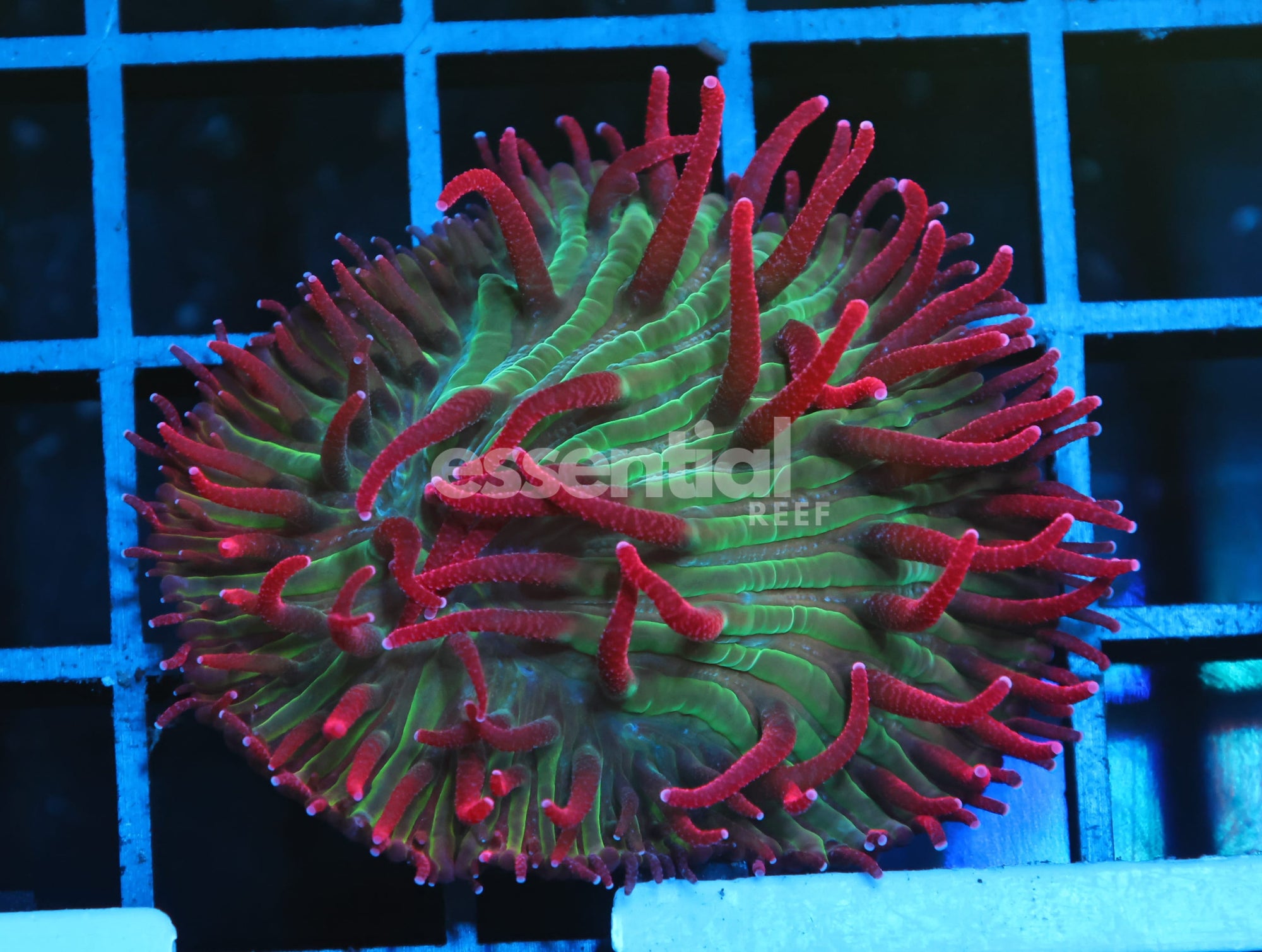 Watermarked - B149 - INDO WATERMELON JOLLY RANCHER DIASERIS