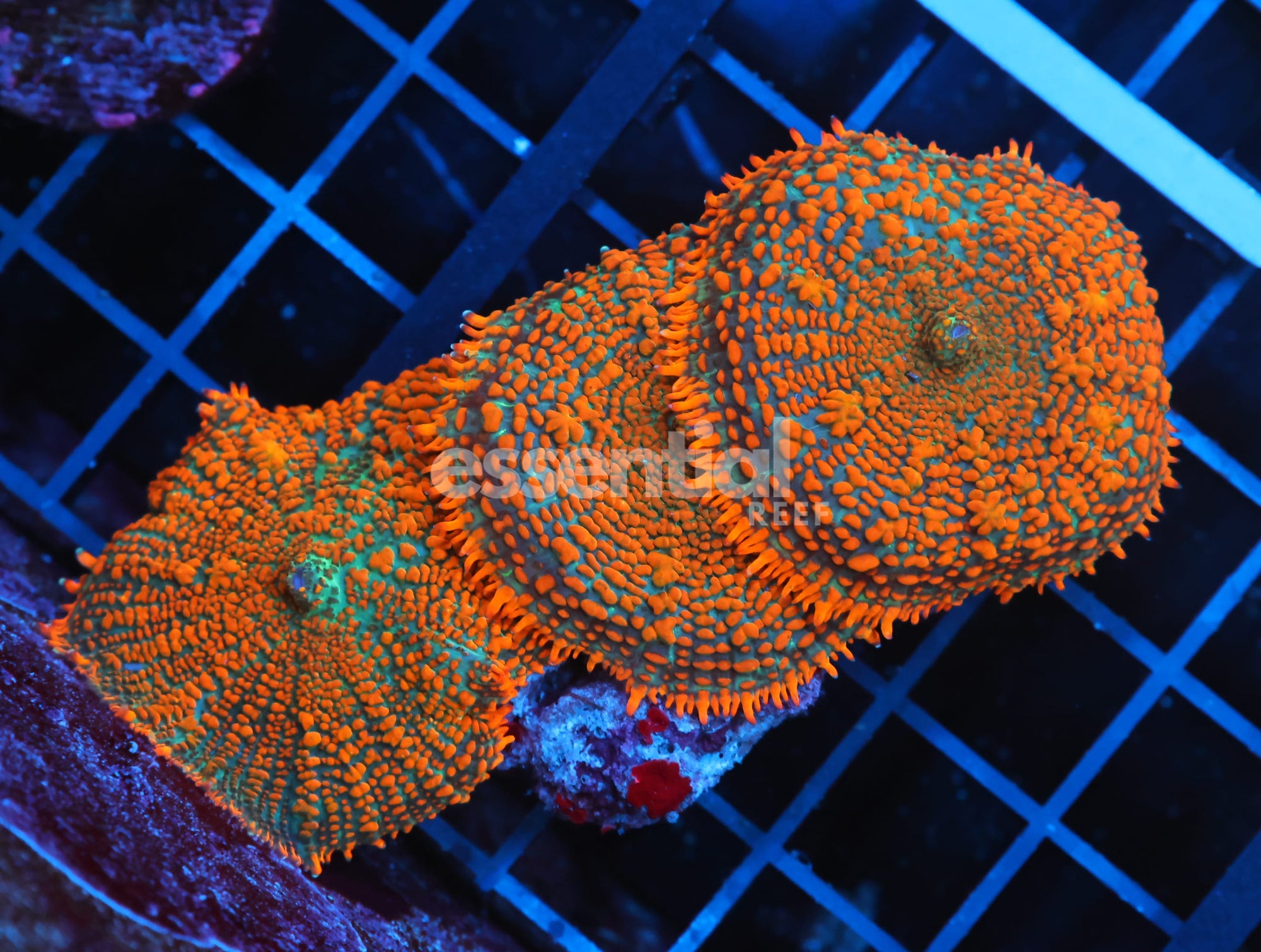 Watermarked - B152 - FOREST FIRE RHODACTIS MUSHROOM