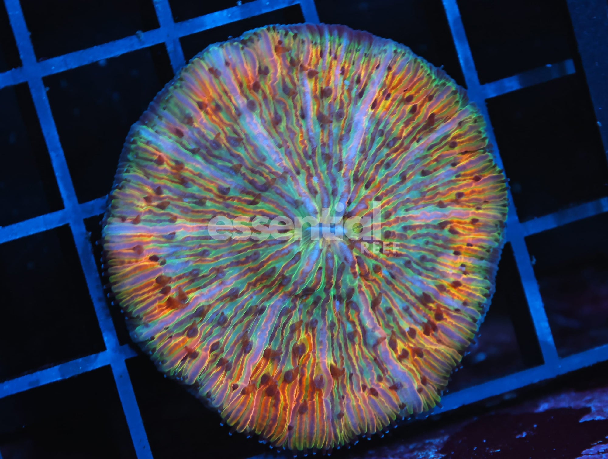 Watermarked - B154 - MALAYSIAN RAINBOW FUNGIA