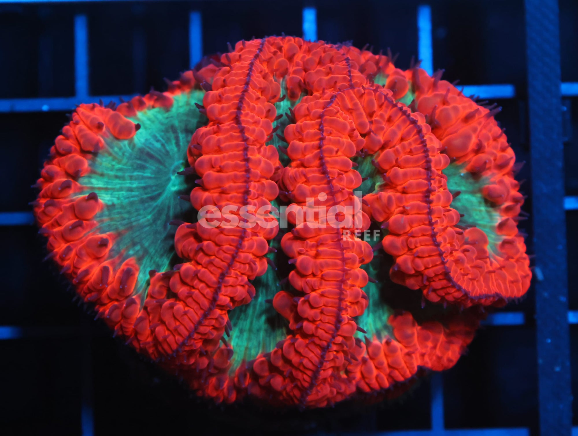 Watermarked - B157 - INDO CRIMSON GLOWLIGHT BLASTO