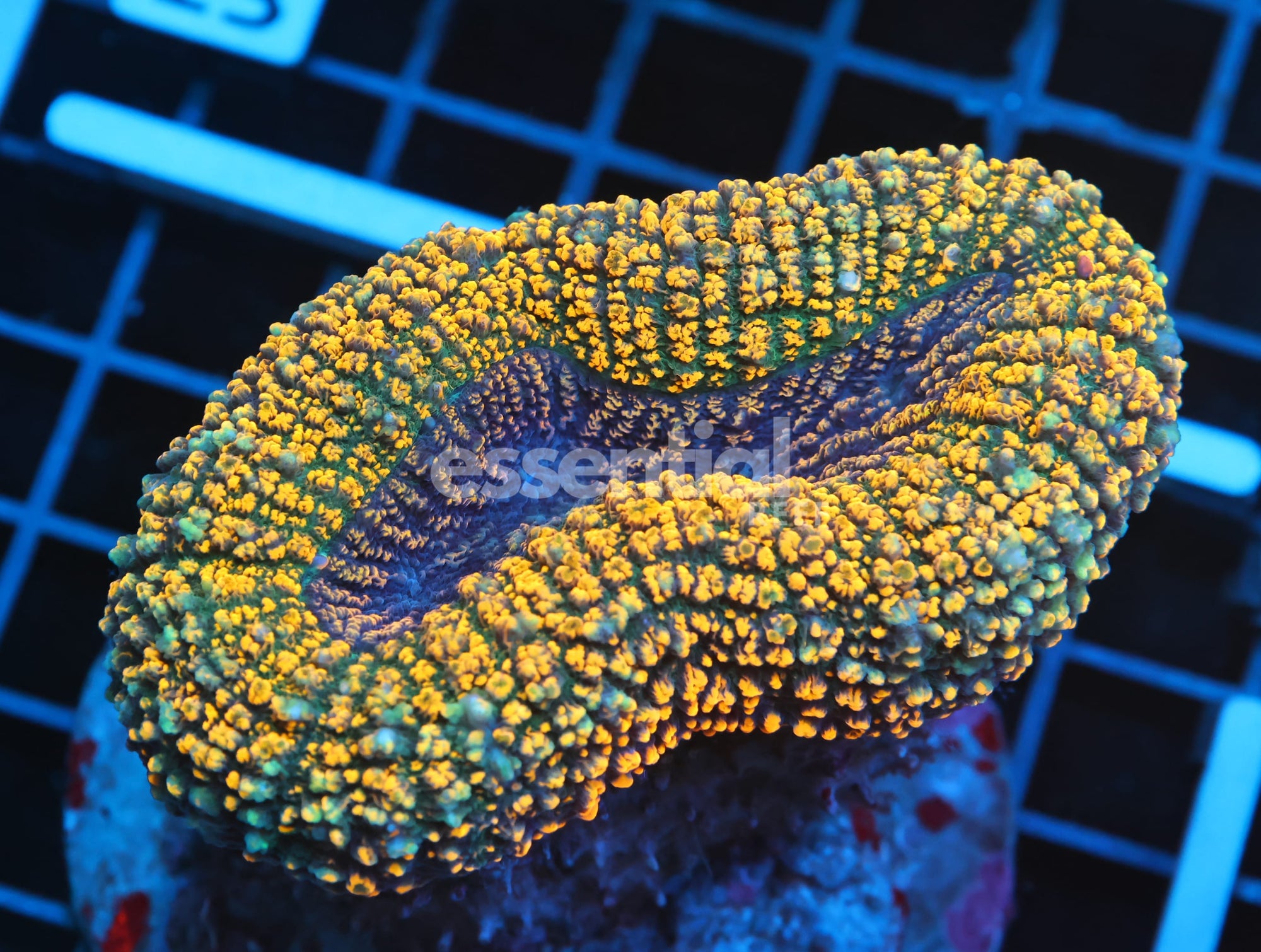 Watermarked - B18 -INDO GOLD CARPET LOBO