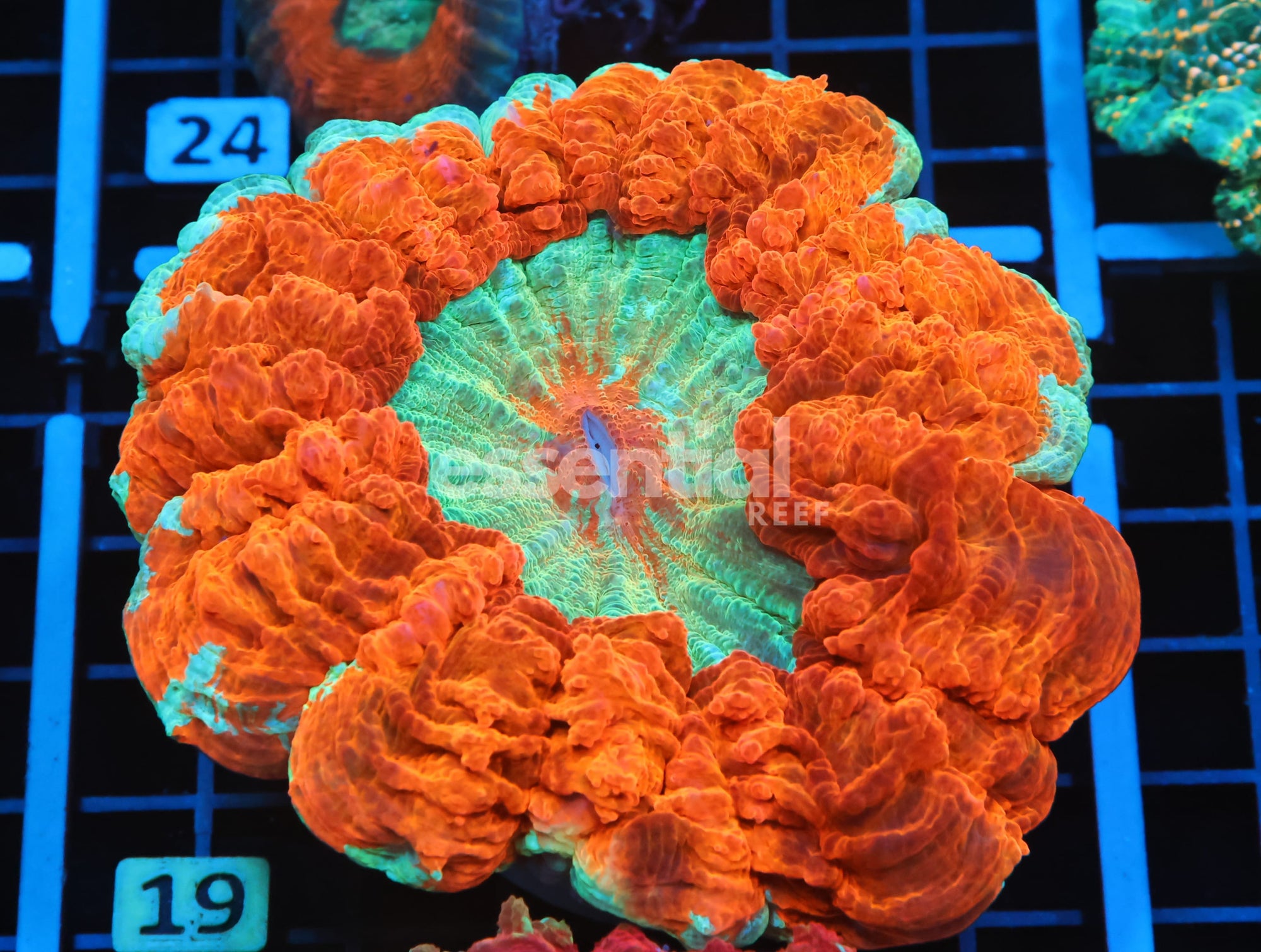 Watermarked - B19 -MALAYSIAN FLORIDA ORANGE ACANTHOPHYLLIA