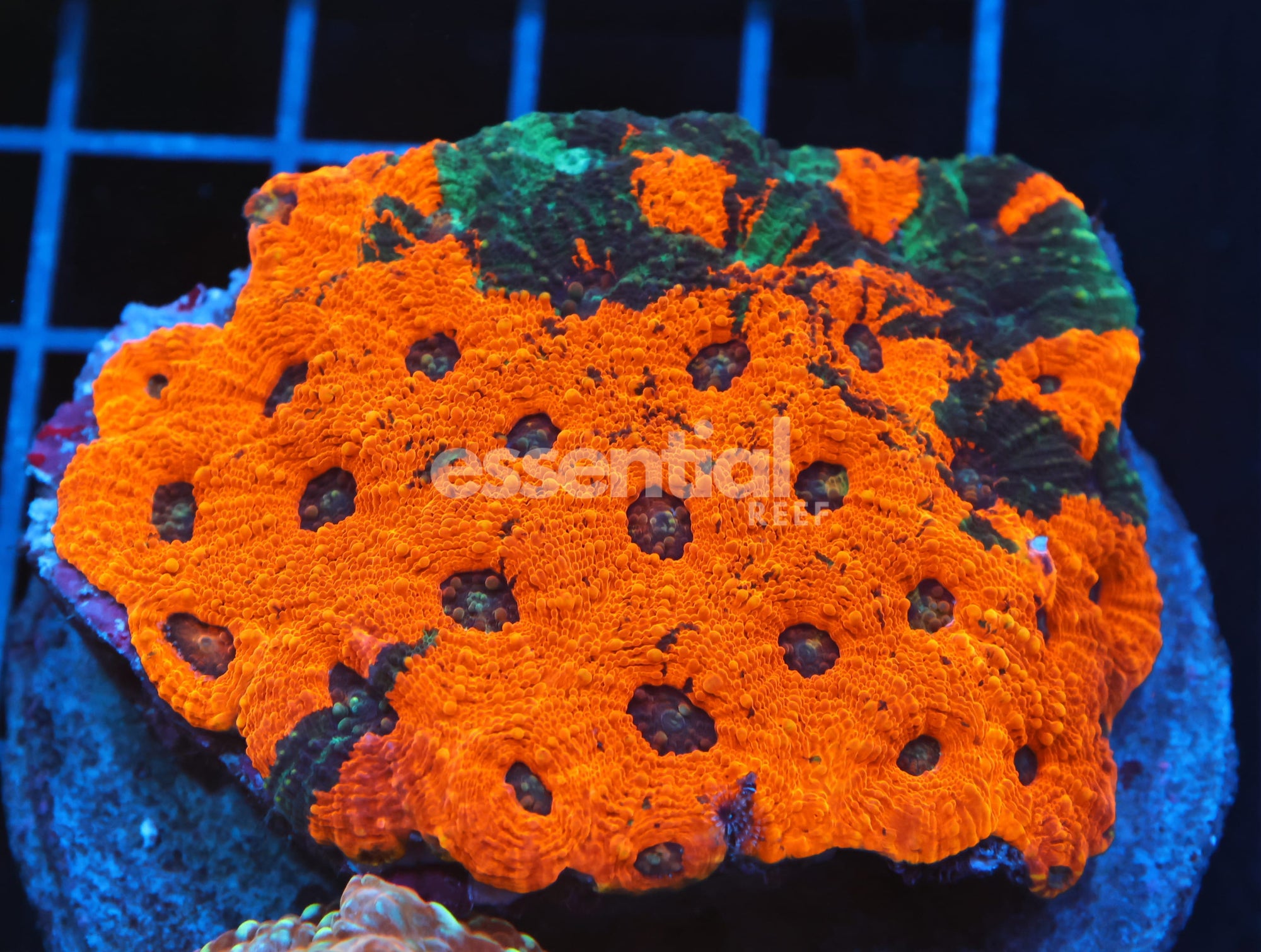 Watermarked - B20 -INDO MARBLED ORANGE CRUSH ACAN ECHINATA