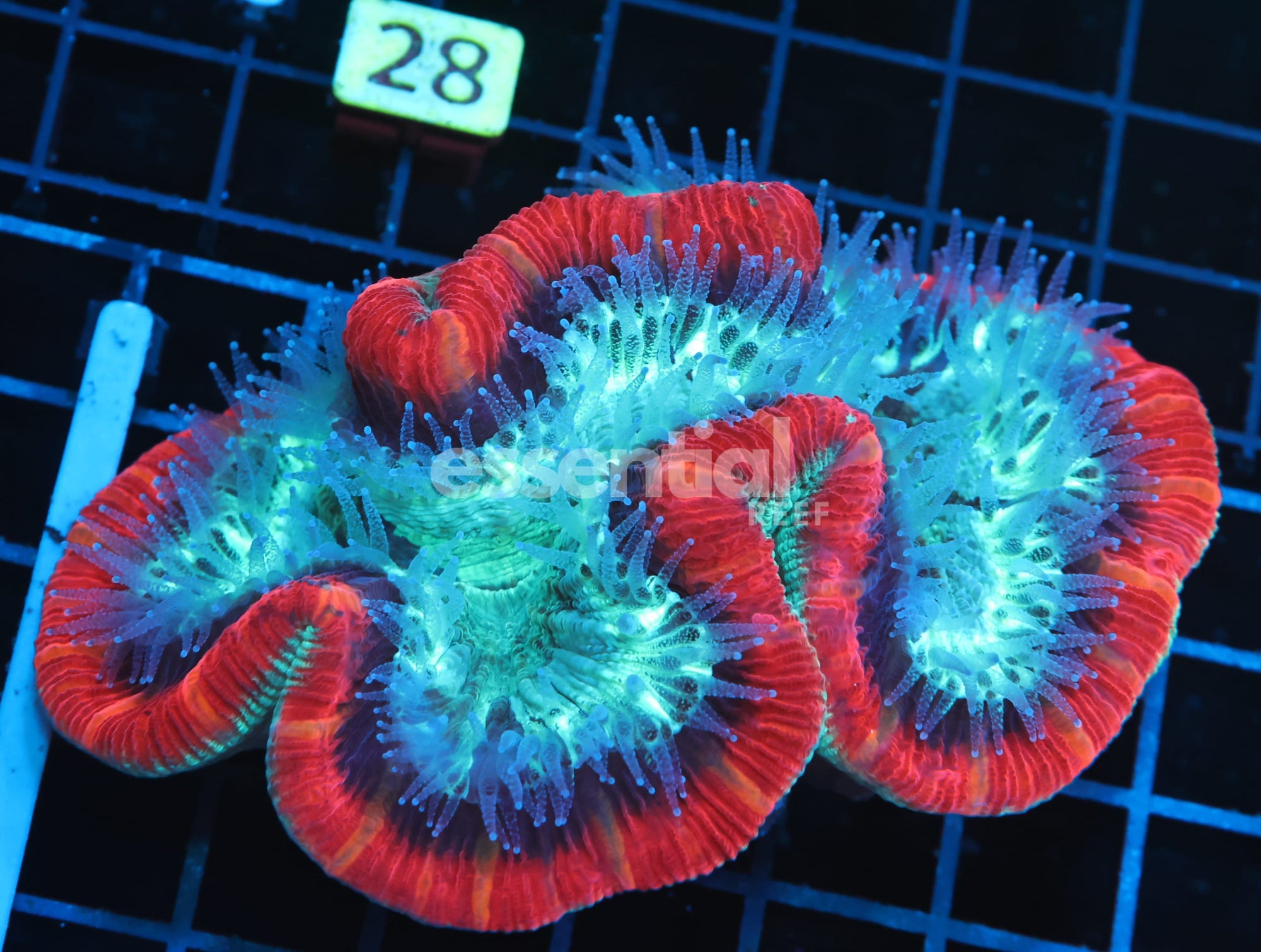 Watermarked - B23 -RED RIM TRACHY ML