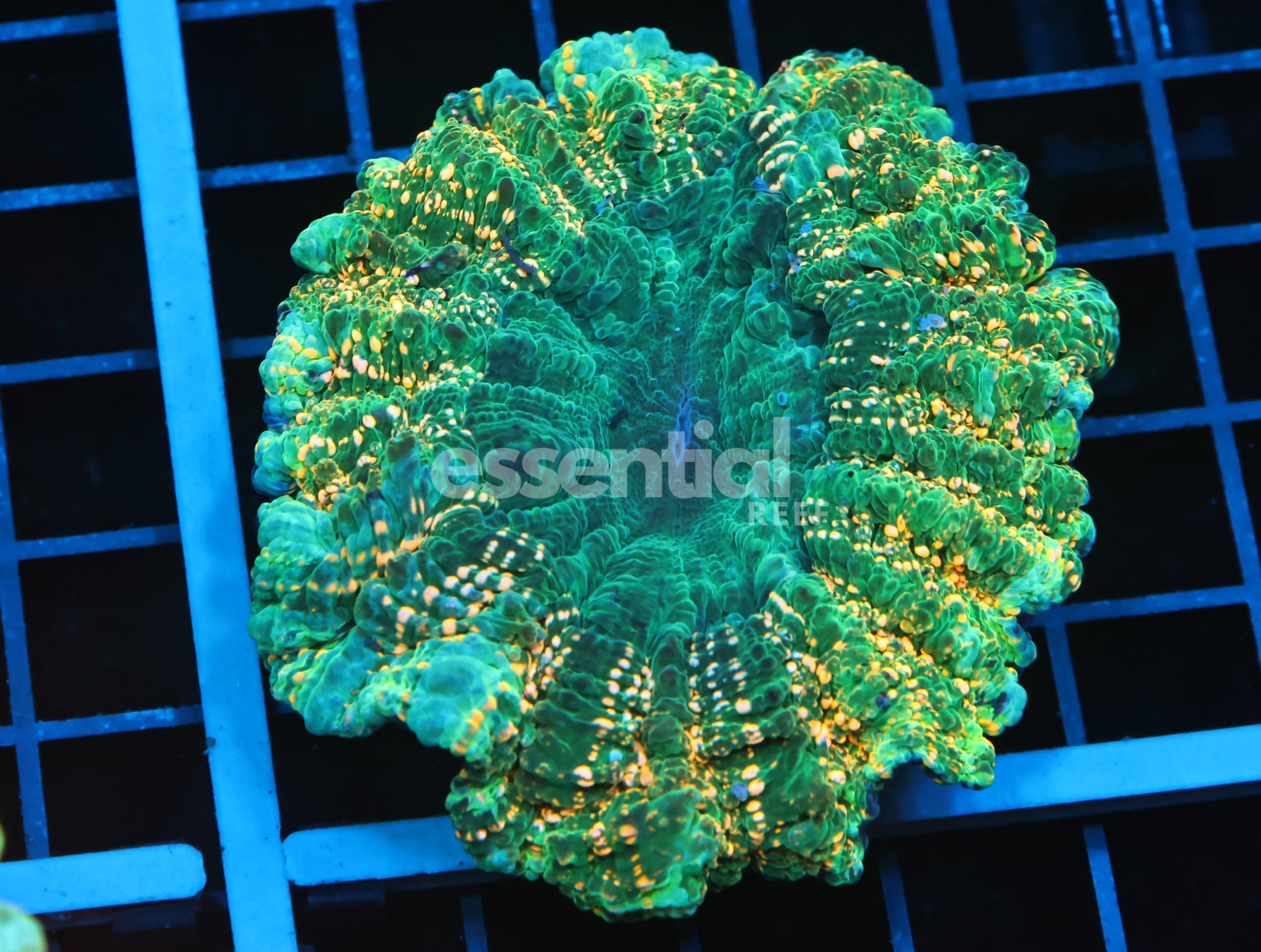 Watermarked - B25 -MALAYSIAN EMERALD CITY ACANTHOPHYLLIA