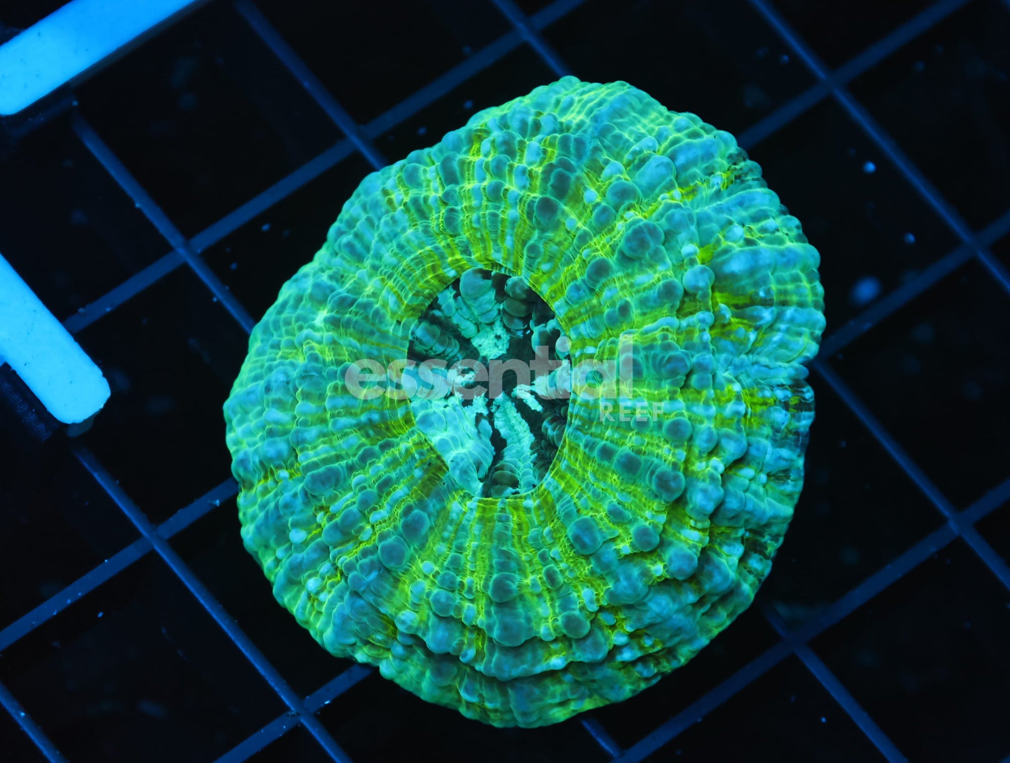 Watermarked - B31 -AUSSIE SPEARMINT ACANTHOPHYLLIA