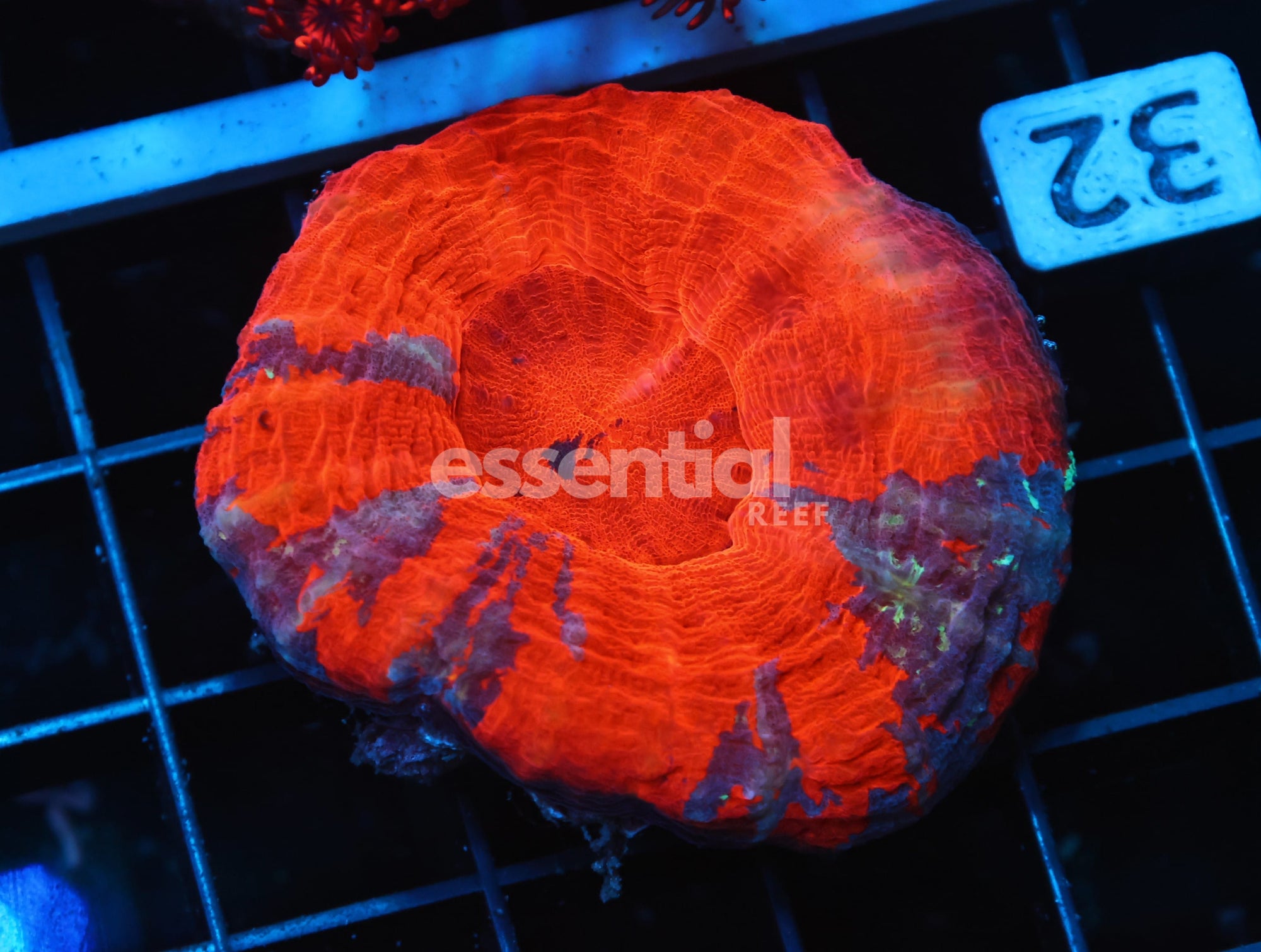 Watermarked - B32 -AUSSIE MOLTEN CORE SCOLYMIA AUSTRALIS