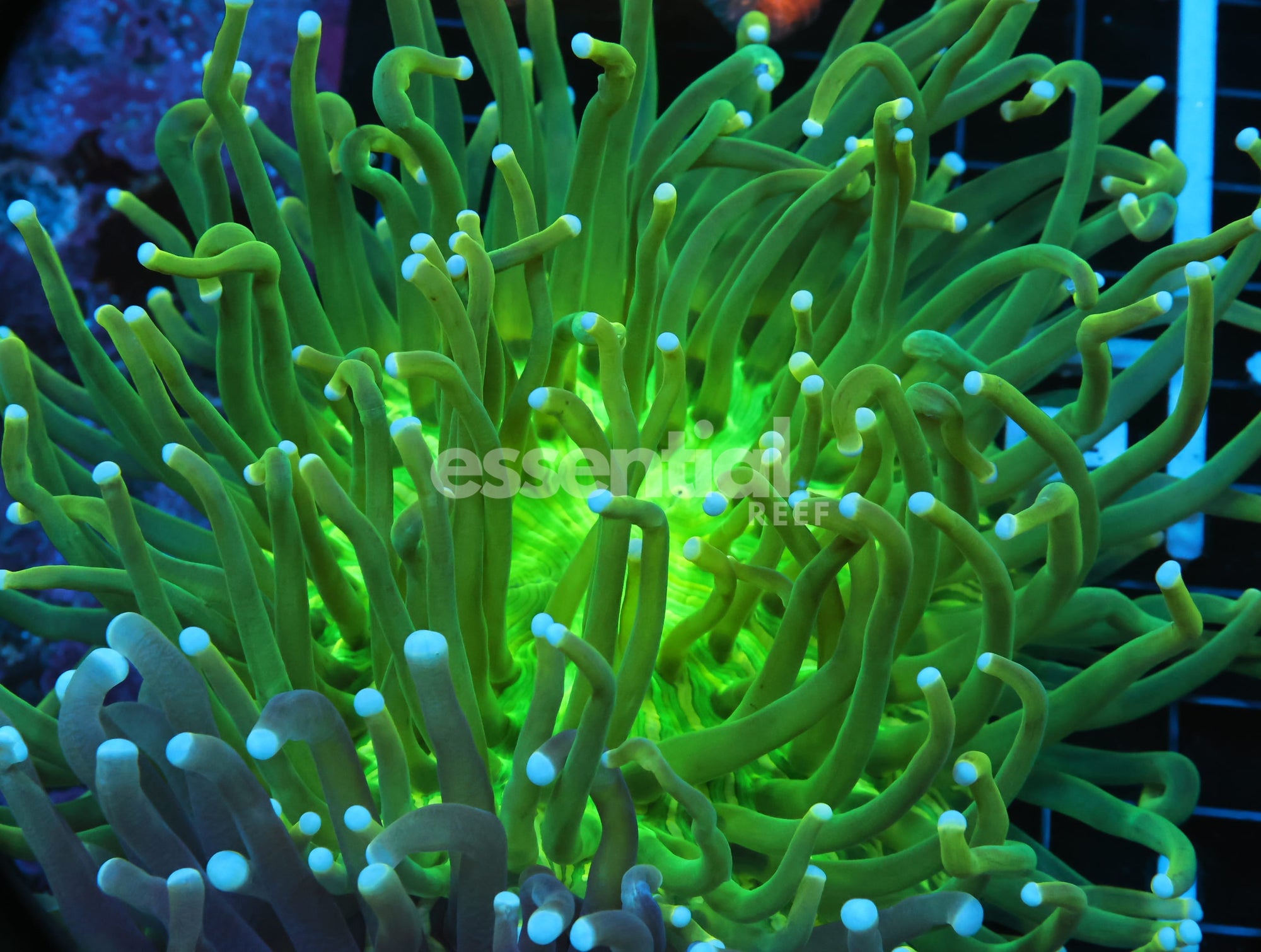 Watermarked - B35 -AUSSIE TOXIC GREEN HELIOFUNGIA LG