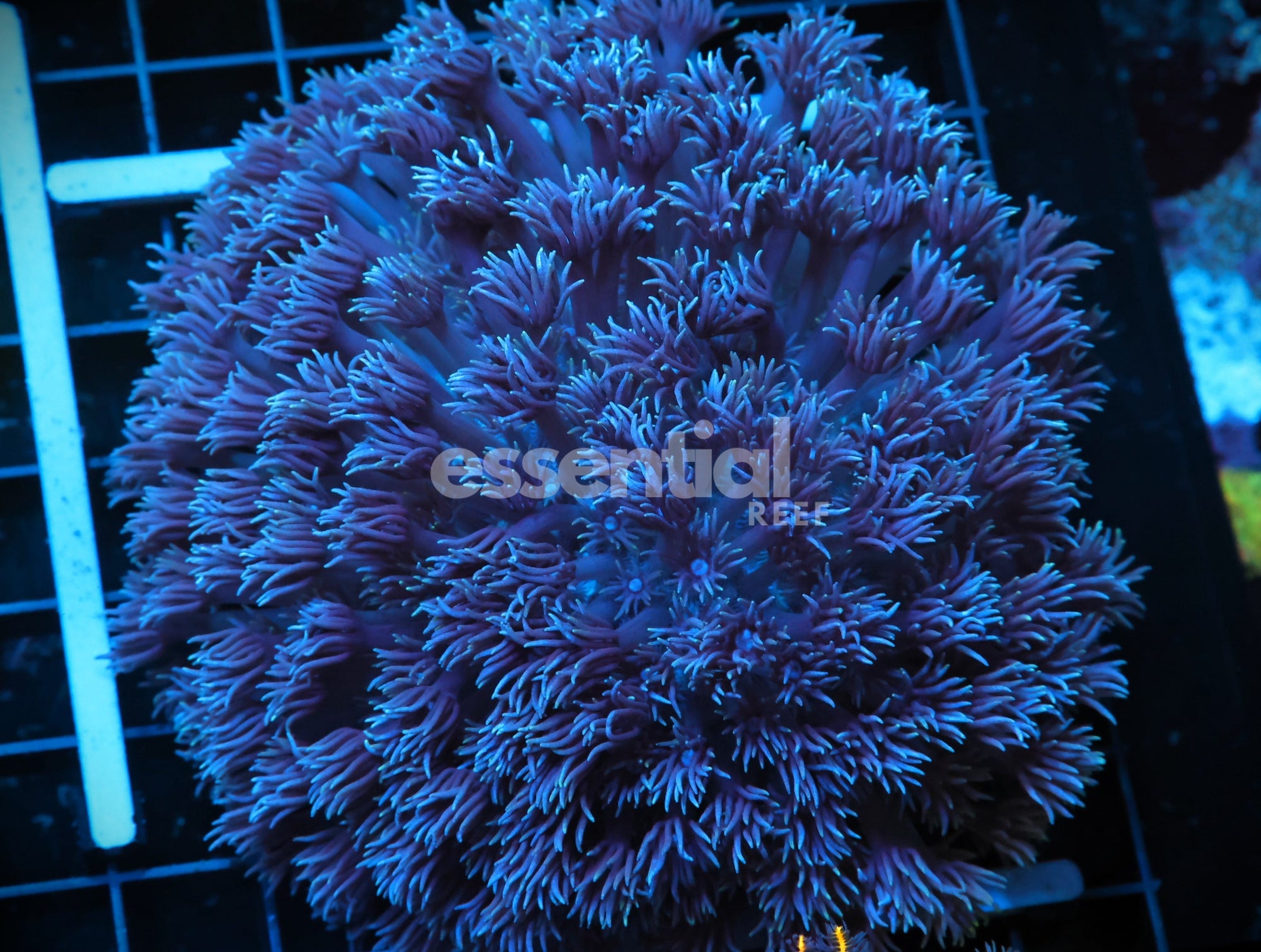 Watermarked - B36 -AUSSIE BLUE GONIOPORA ML