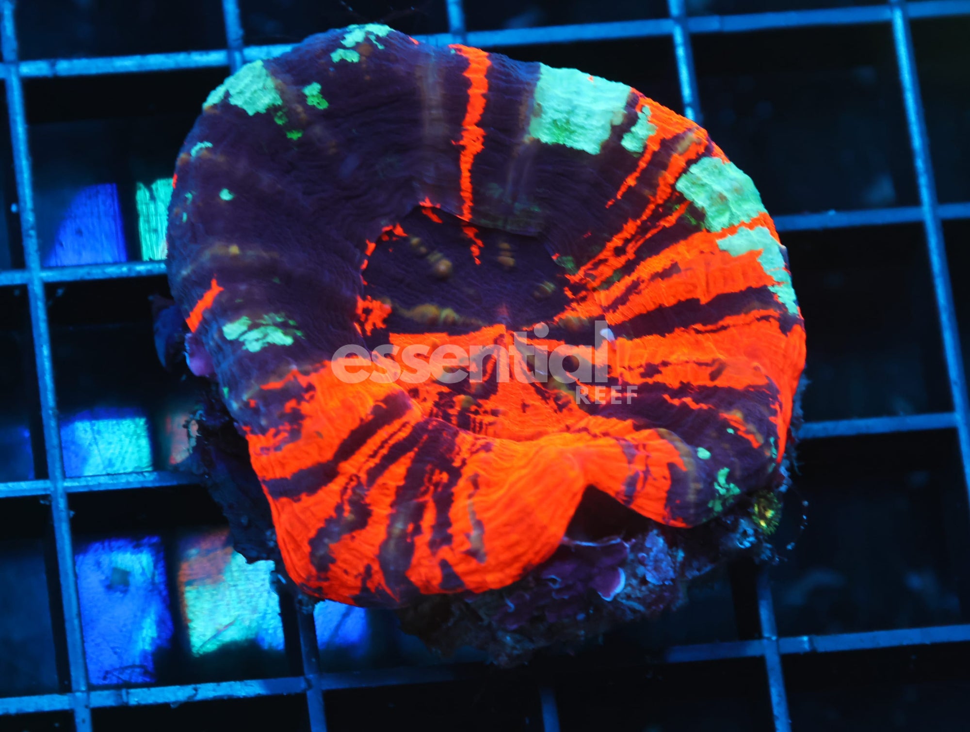 Watermarked - B38 -AUSSIE WAR PAINT SCOLYMIA AUSTRALIS