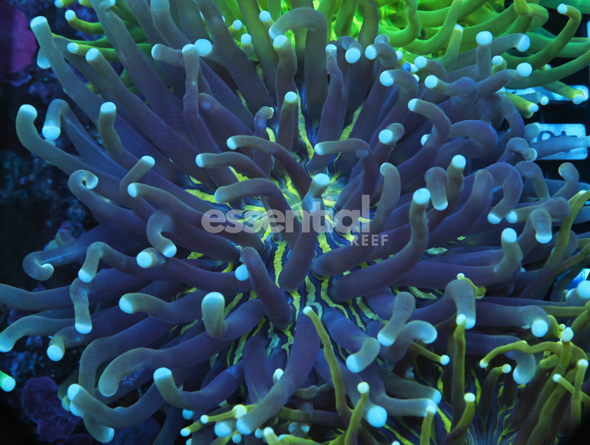 Watermarked - B40 -AUSSIE TOXIC STRIPE HELIOFUNGIA LG