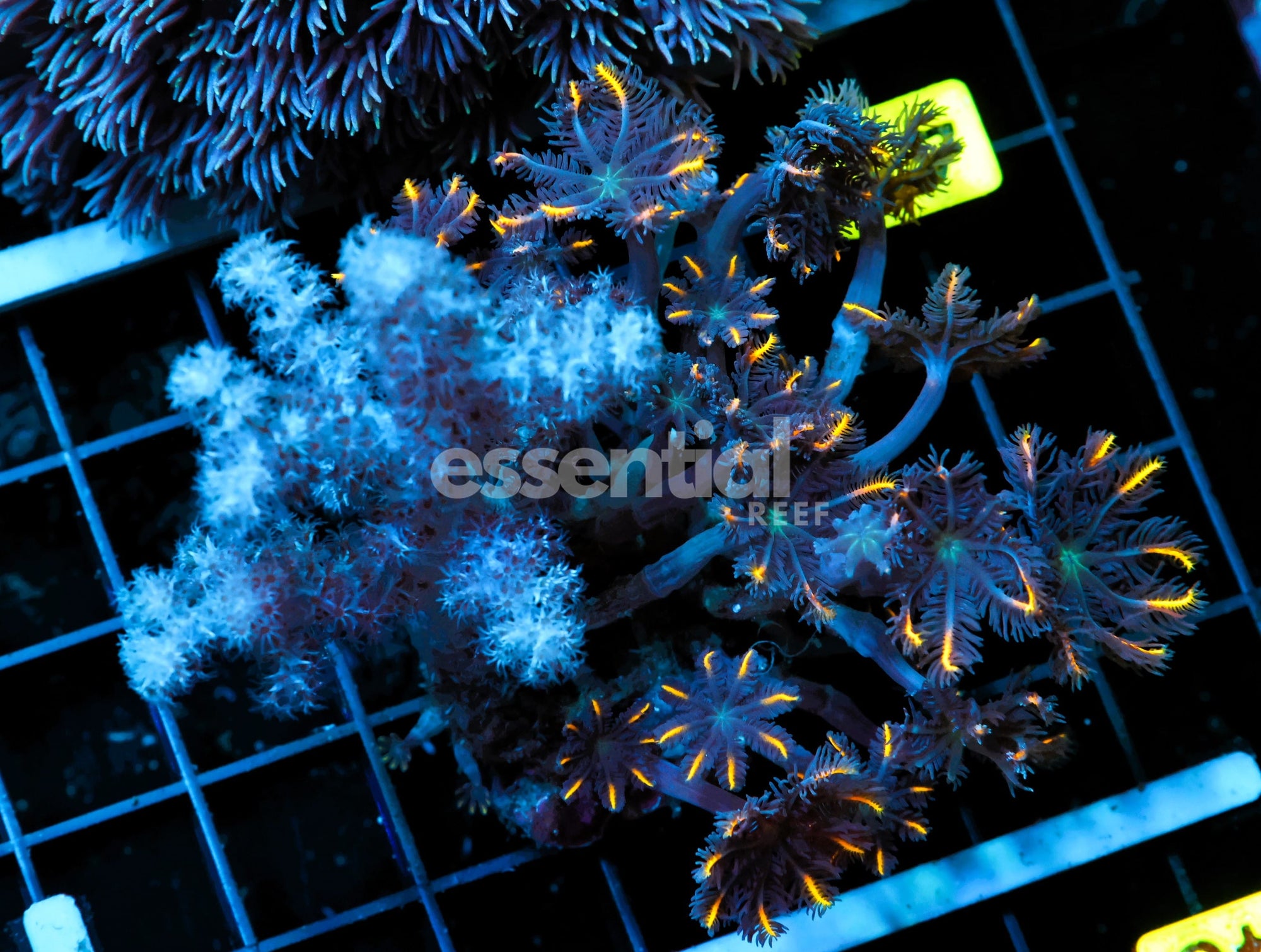 Watermarked - B41 -INDO GLOVE POLYP FIREWORKS