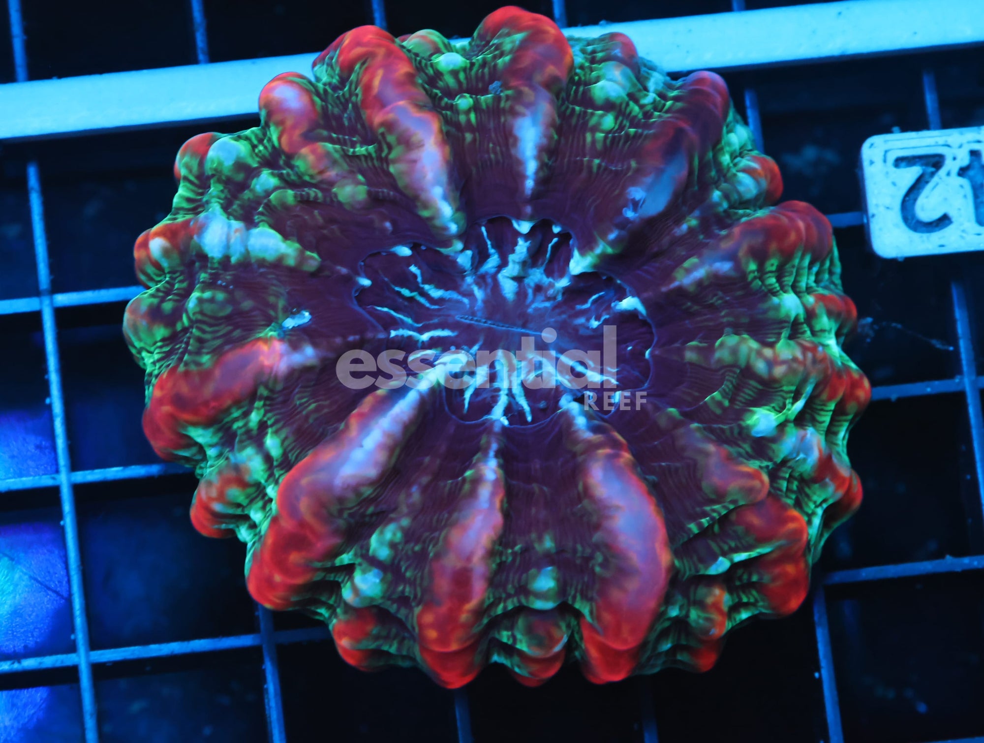 Watermarked - B42 -RIDDLERS REVENGE INDOPHYLLIA