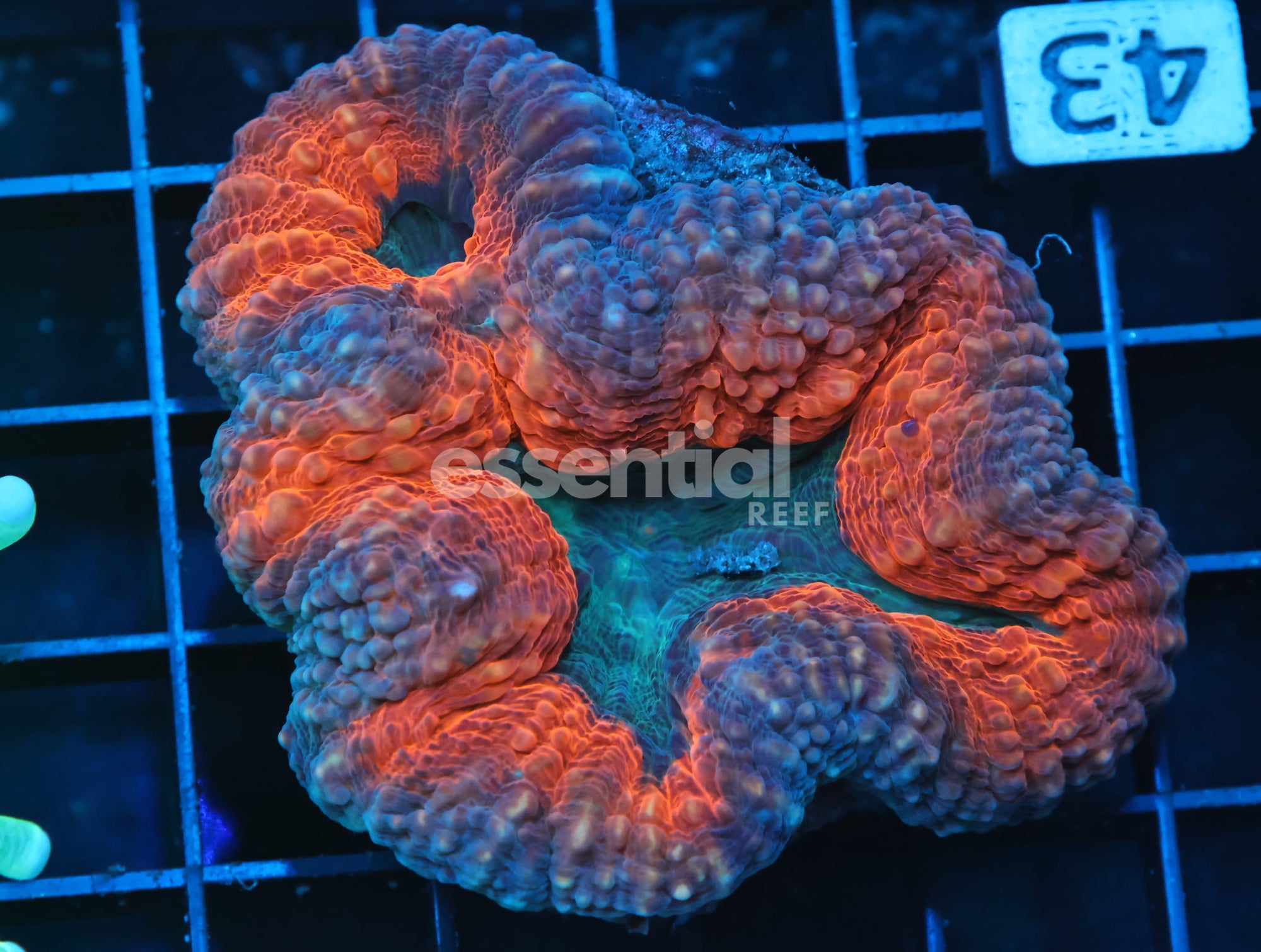 Watermarked - B43 -AUSSIE GOLD RUSH LOBO