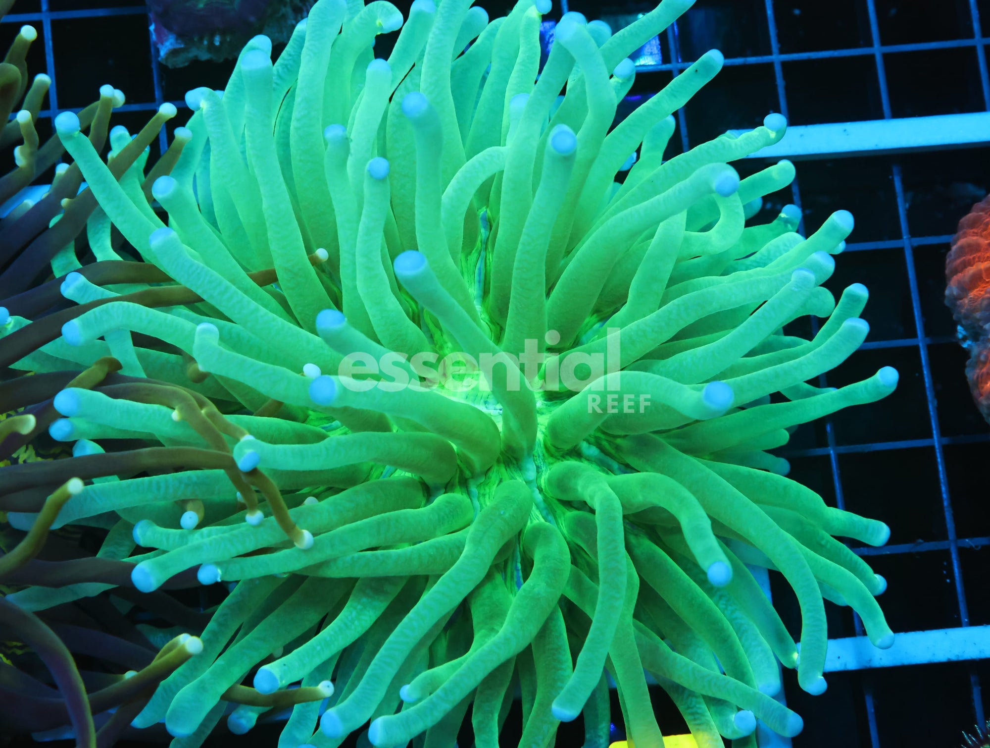 Watermarked - B44 -AUSSIE RADIOACTIVE HELIOFUNGIA