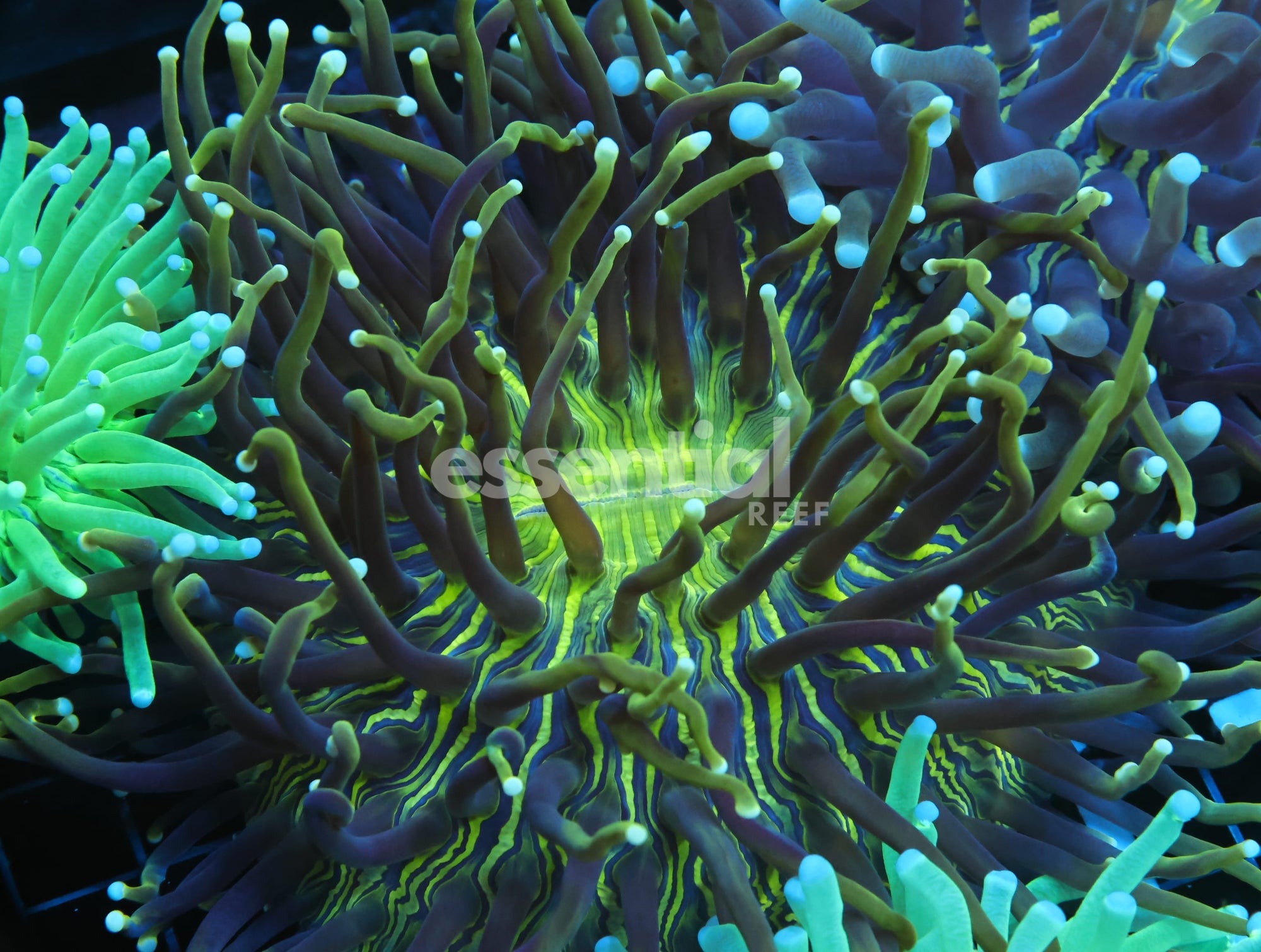 Watermarked - B45 -AUSSIE TOXIC STRIPE HELIOFUNGIA LG