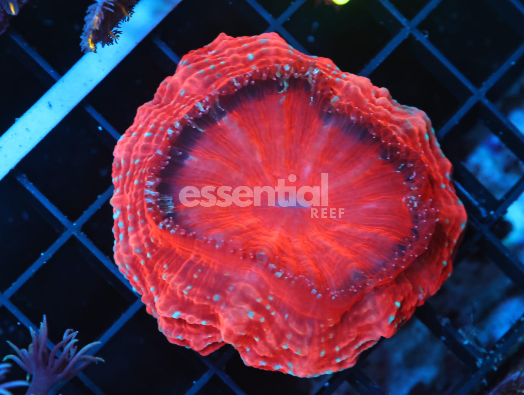 Watermarked - B46 -MALAYSIAN RED DEVIL ACANTHOPHYLLIA