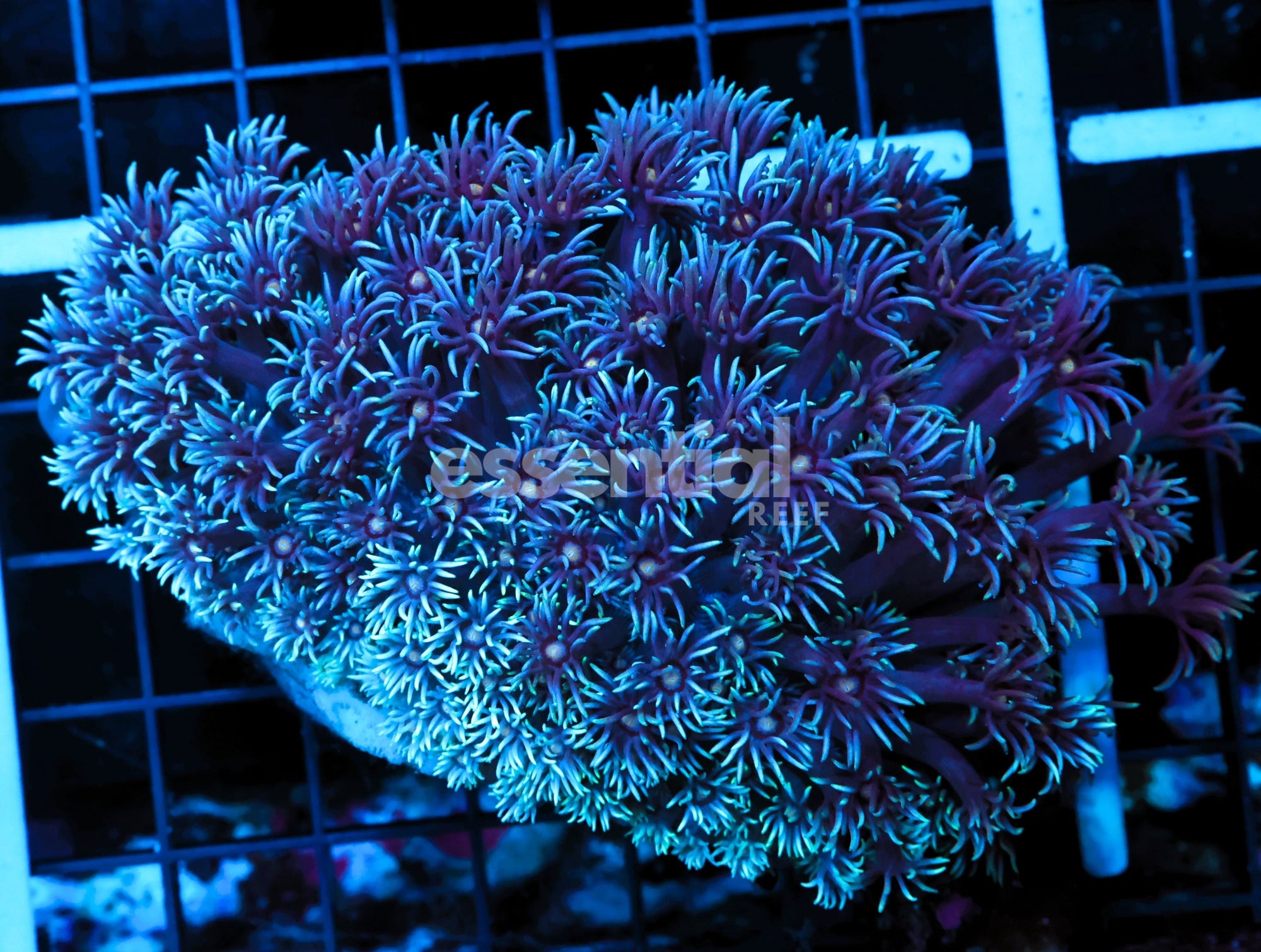 Watermarked - B47 -AUSSIE BLUE GONIOPORA ML