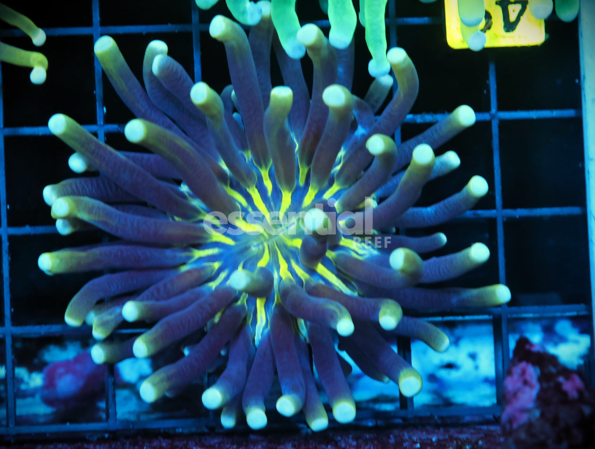 Watermarked - B49 -AUSSIE TOXIC STRIPE HELIOFUNGIA