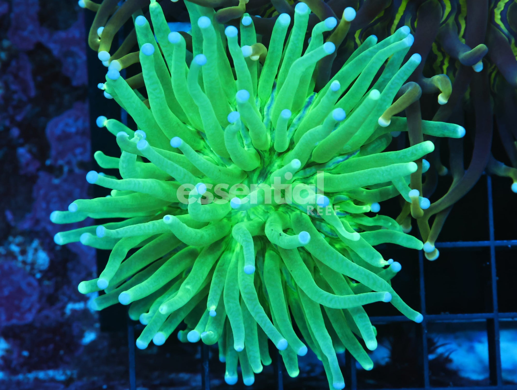 Watermarked - B50 -AUSSIE RADIOACTIVE HELIOFUNGIA