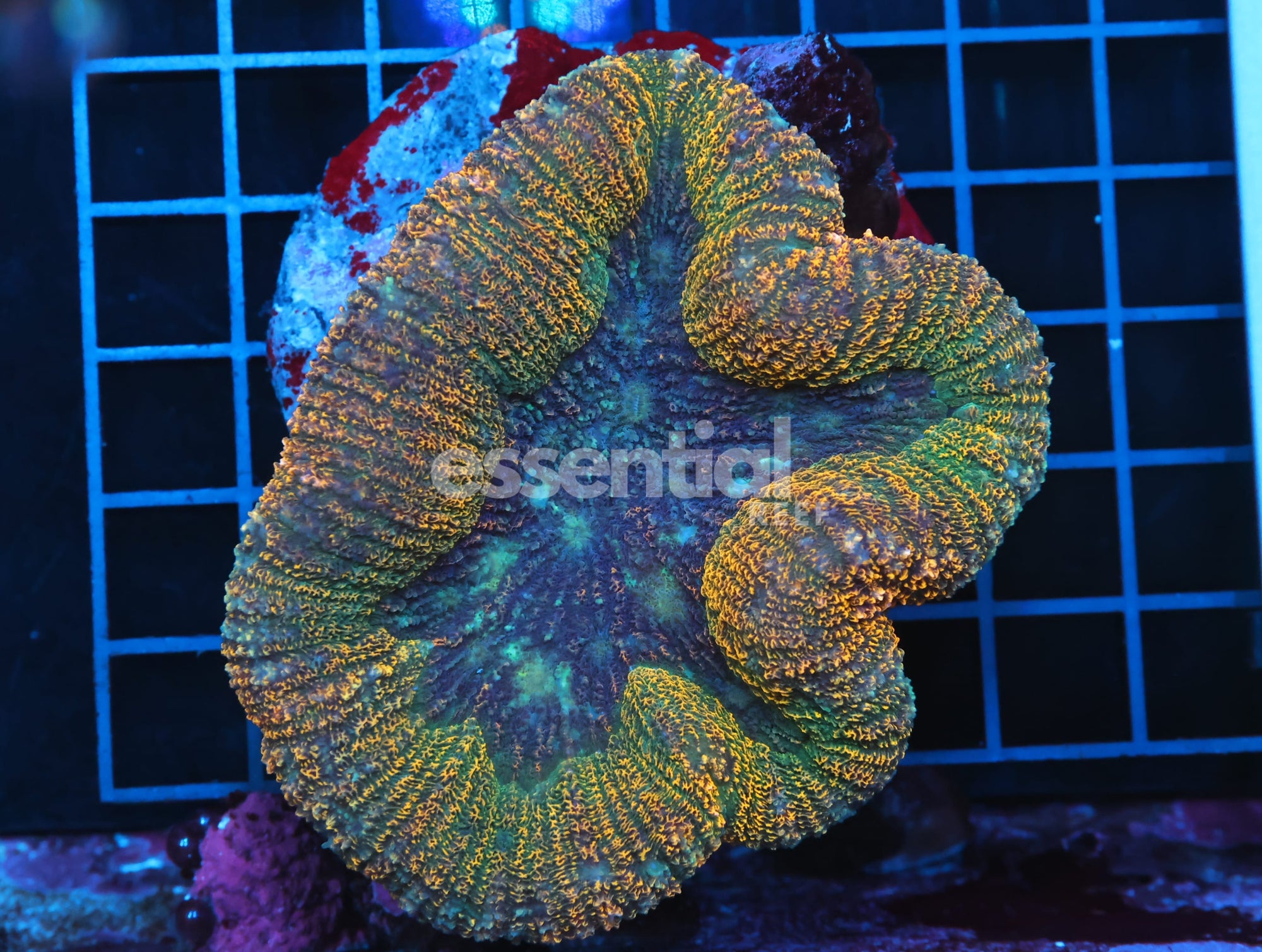 Watermarked - B51 -INDO GOLD CARPET LOBO