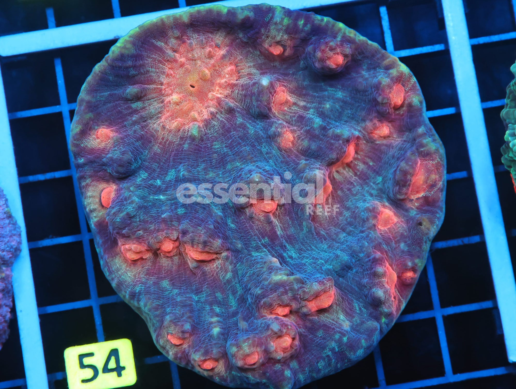 Watermarked - B54 -INDO ORANGE EYE CHALICE