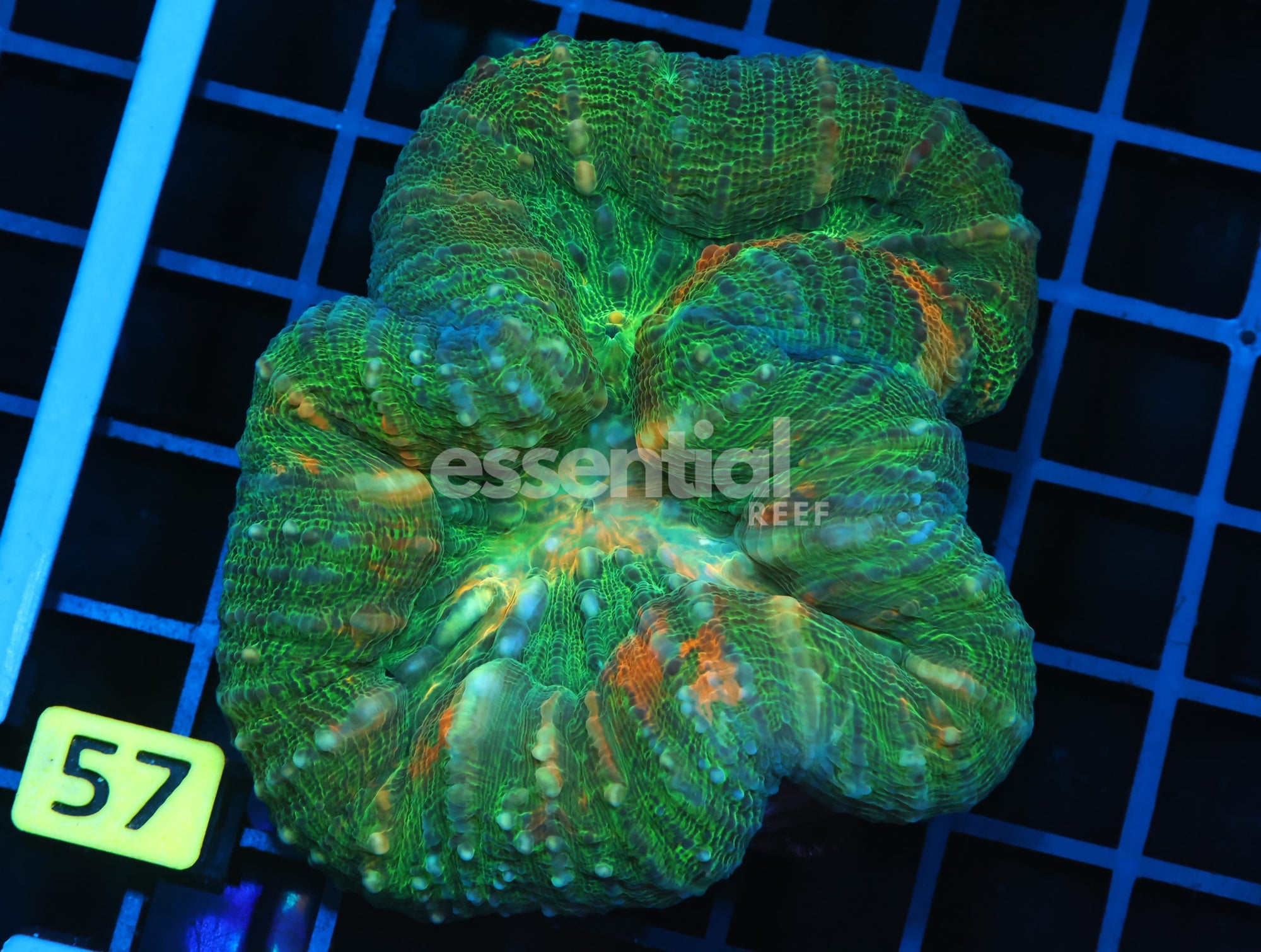 Watermarked - B57 -EMERALD ORANGE SYMPHYLLIA