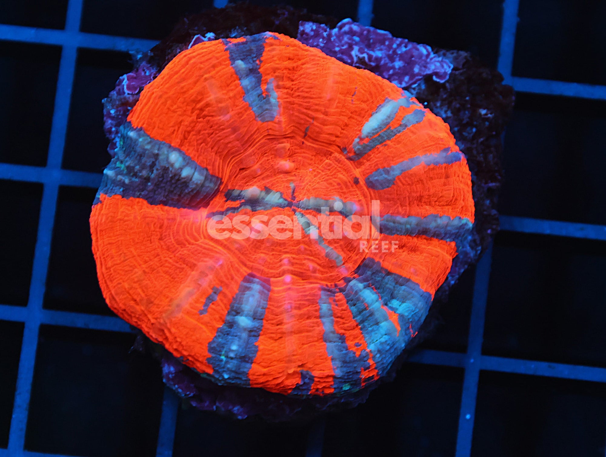 Watermarked - B58 -AUSSIE SUPERMAN SCOLYMIA AUSTRALIS