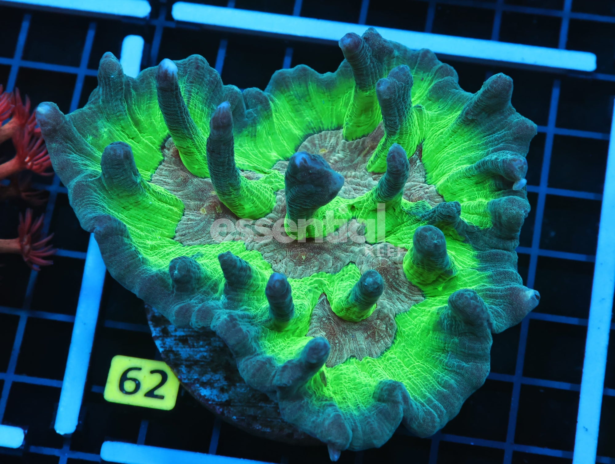 Watermarked - B62 -INDO TRICOLOR PECTINIA