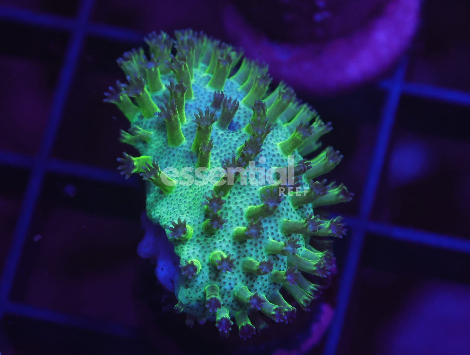 Watermarked - O702 - Almost Wysiwyg - SDC Japanese Green Sarcophyton Leather