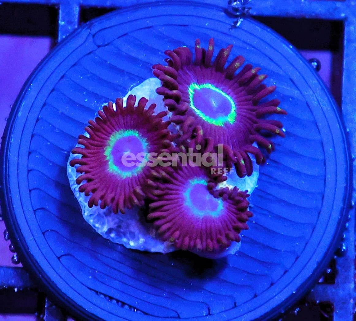 Watermarked - O705 - Almost Wysiwyg - SDC Graphite Hornet Zoa