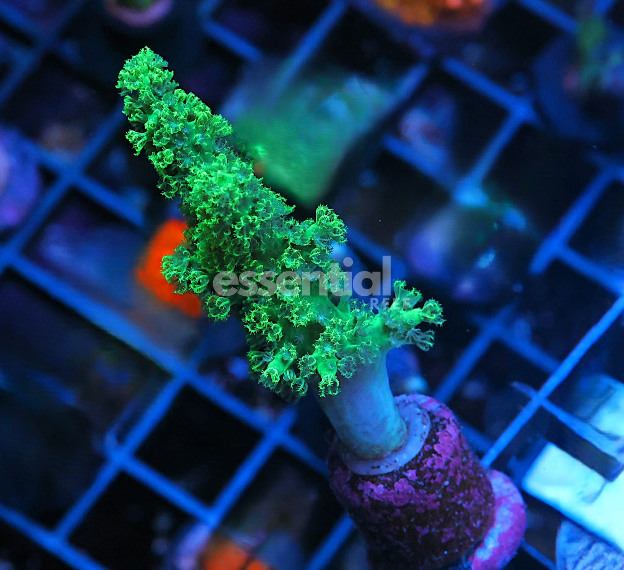 Watermarked - O706 - Almost Wysiwyg - SDC Green Rasta Leather