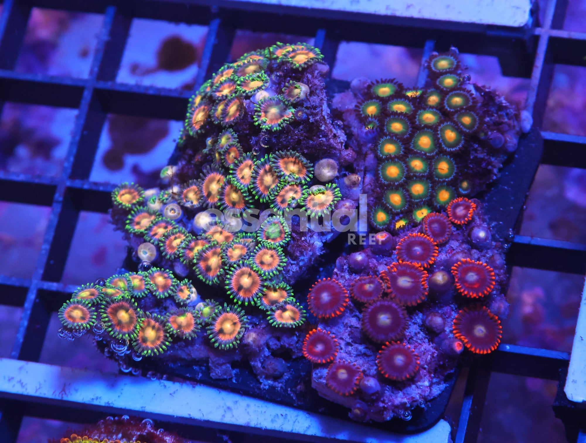 Watermarked - X11 - Indo Combo Zoa Rock
