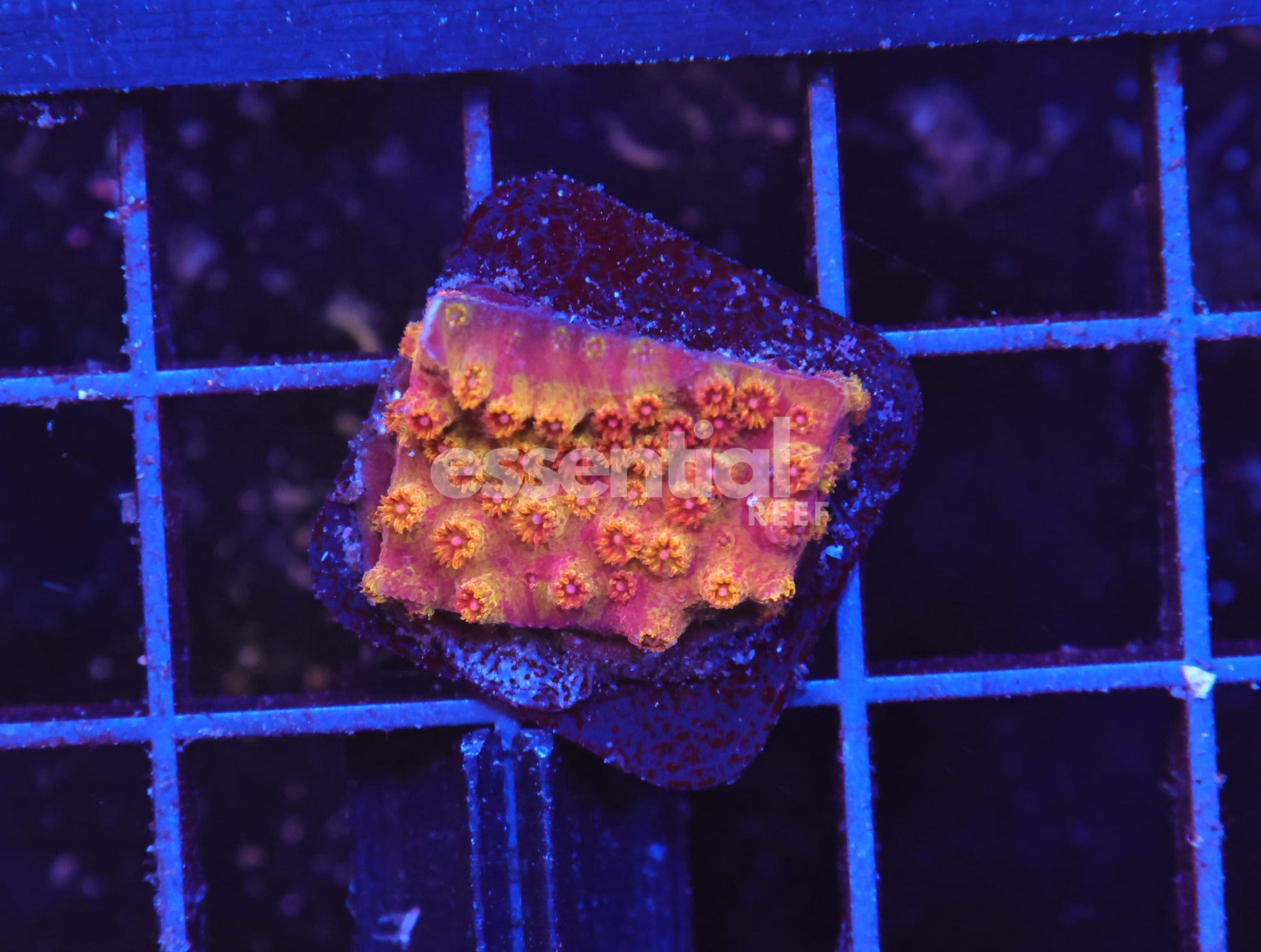 Watermarked - O93 - SDC Battle Cry Grafted Cyphastrea