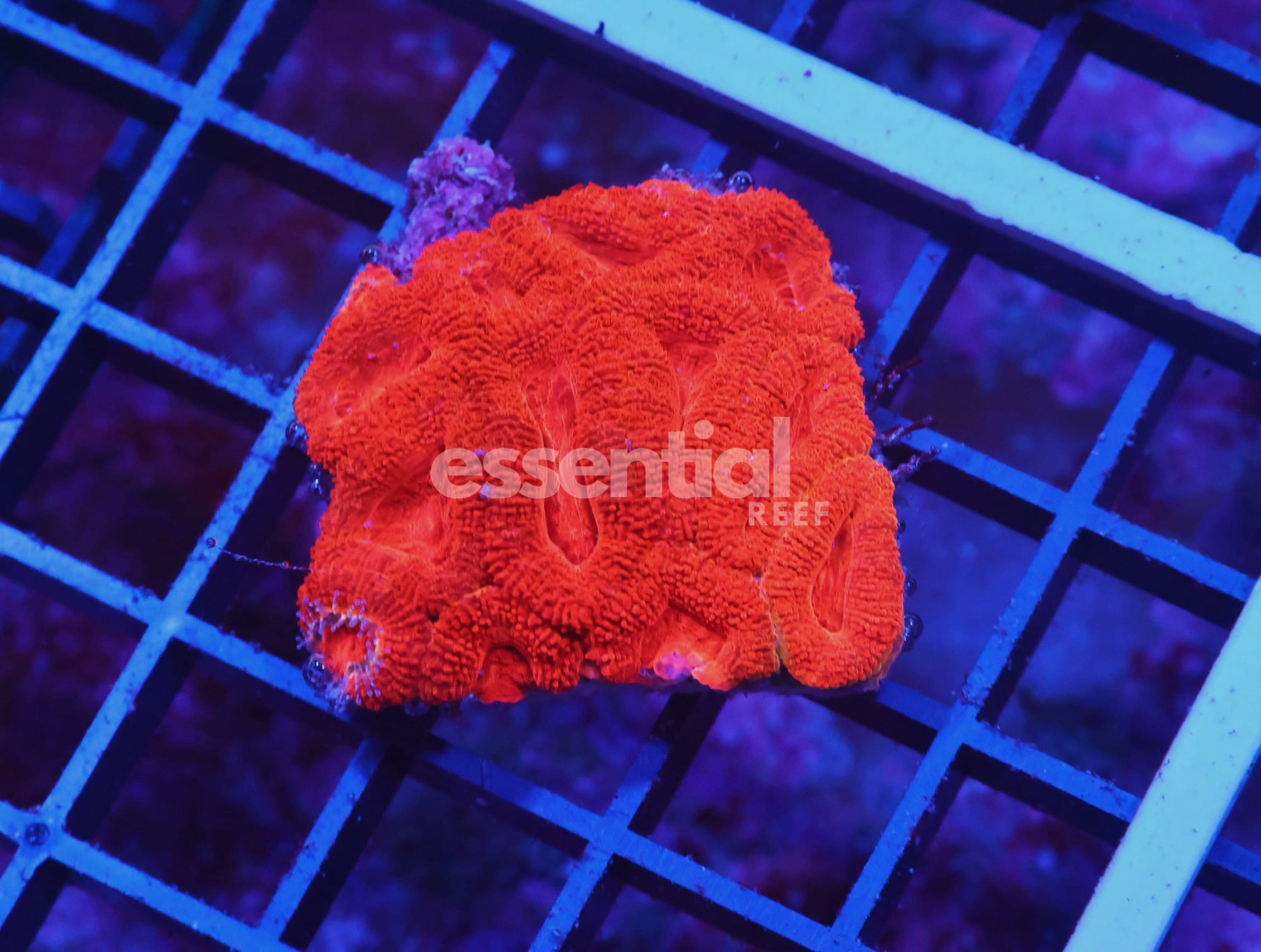 Watermarked - X111 - Aussie Red Hot Acan Lord