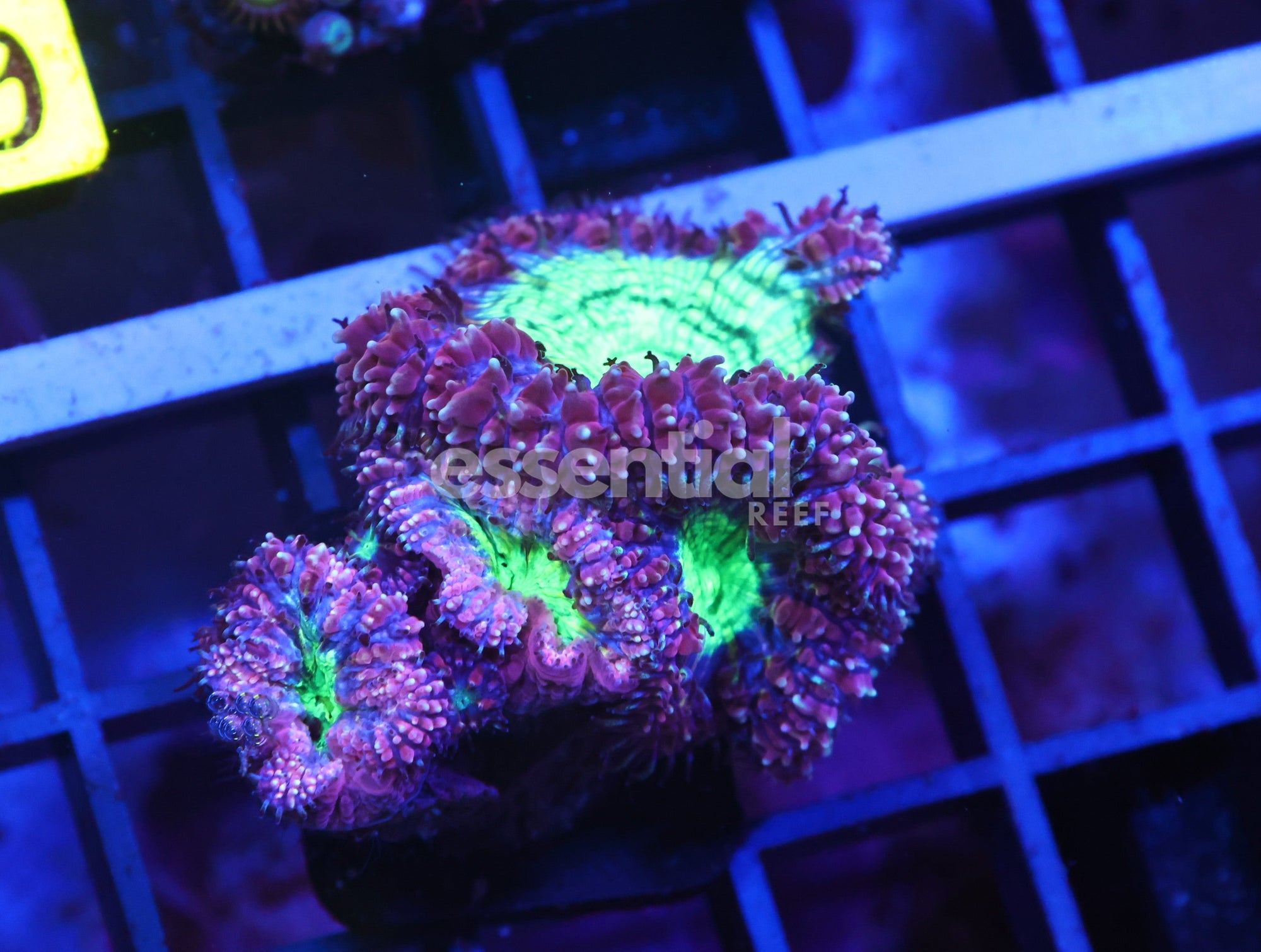 Watermarked - X05 - Indo Monsters Inc Blasto