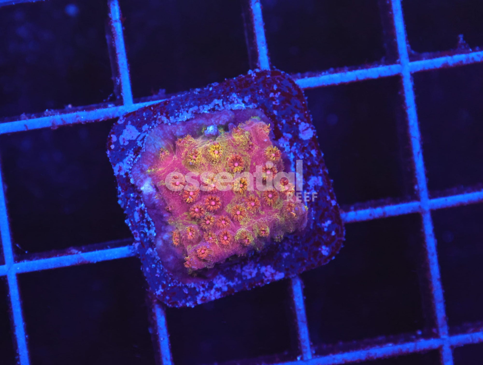 Watermarked - O96 - SDC Battle Cry Grafted Cyphastrea