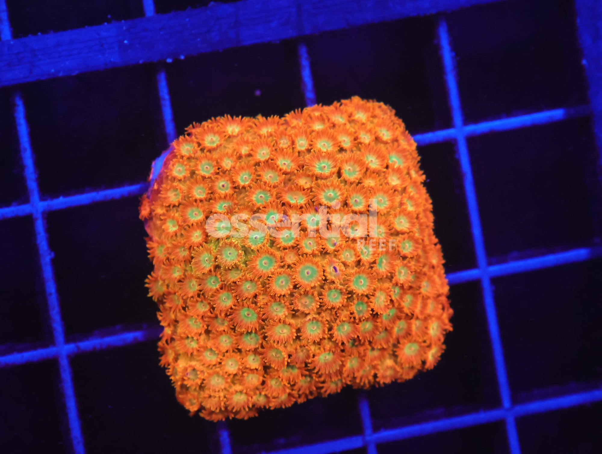 Watermarked - O97 - SDC Citrus Swirl Grafted Cyphastrea
