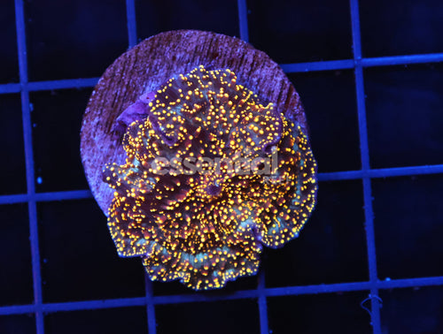 Watermarked - B48 -INTERSTELLAR DISCO MUSHROOM CULTURED