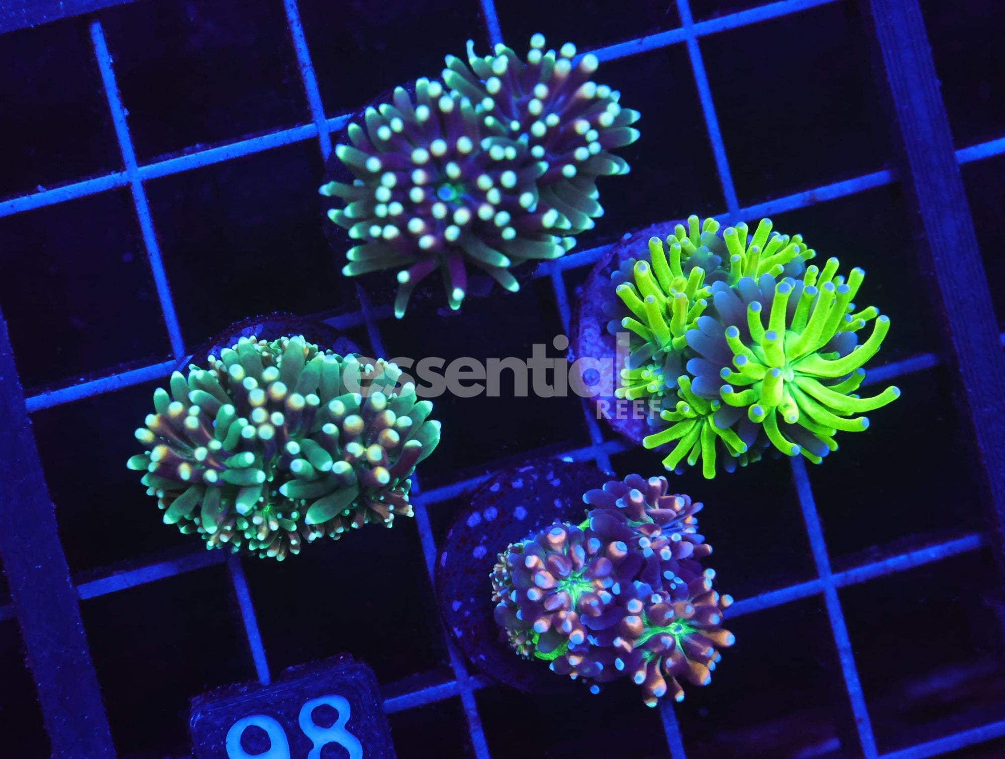 Watermarked - O98 - SDC Galaxea Pack 4 pc