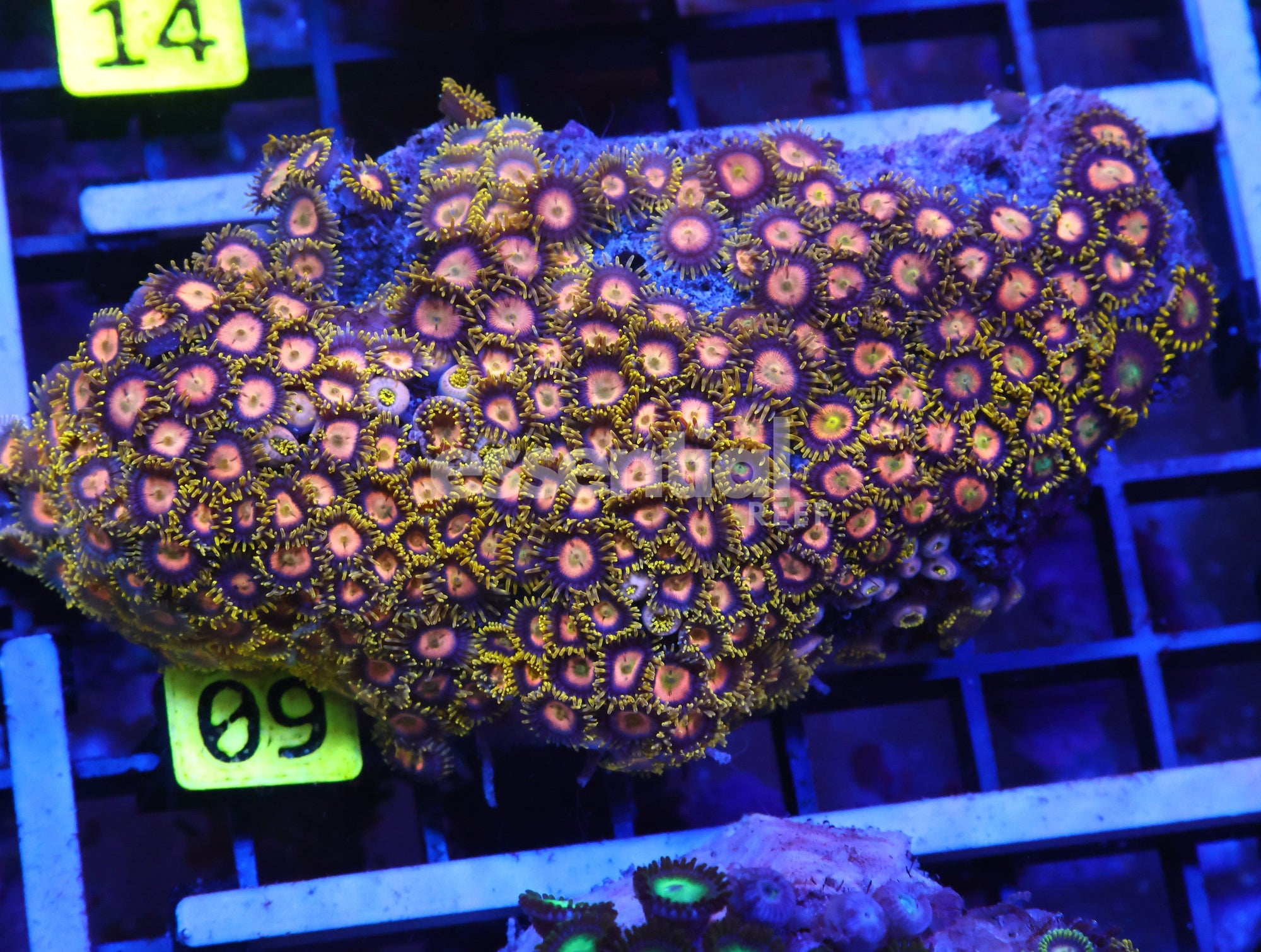 Watermarked - X09 - Indo Florida Orange Zoa