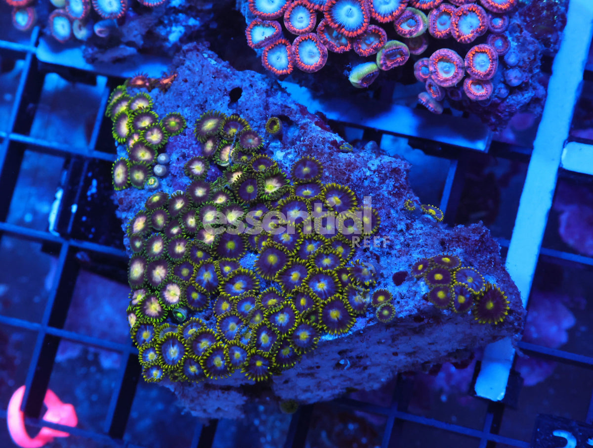 Watermarked - X36 - Indo Combo Zoa Rock