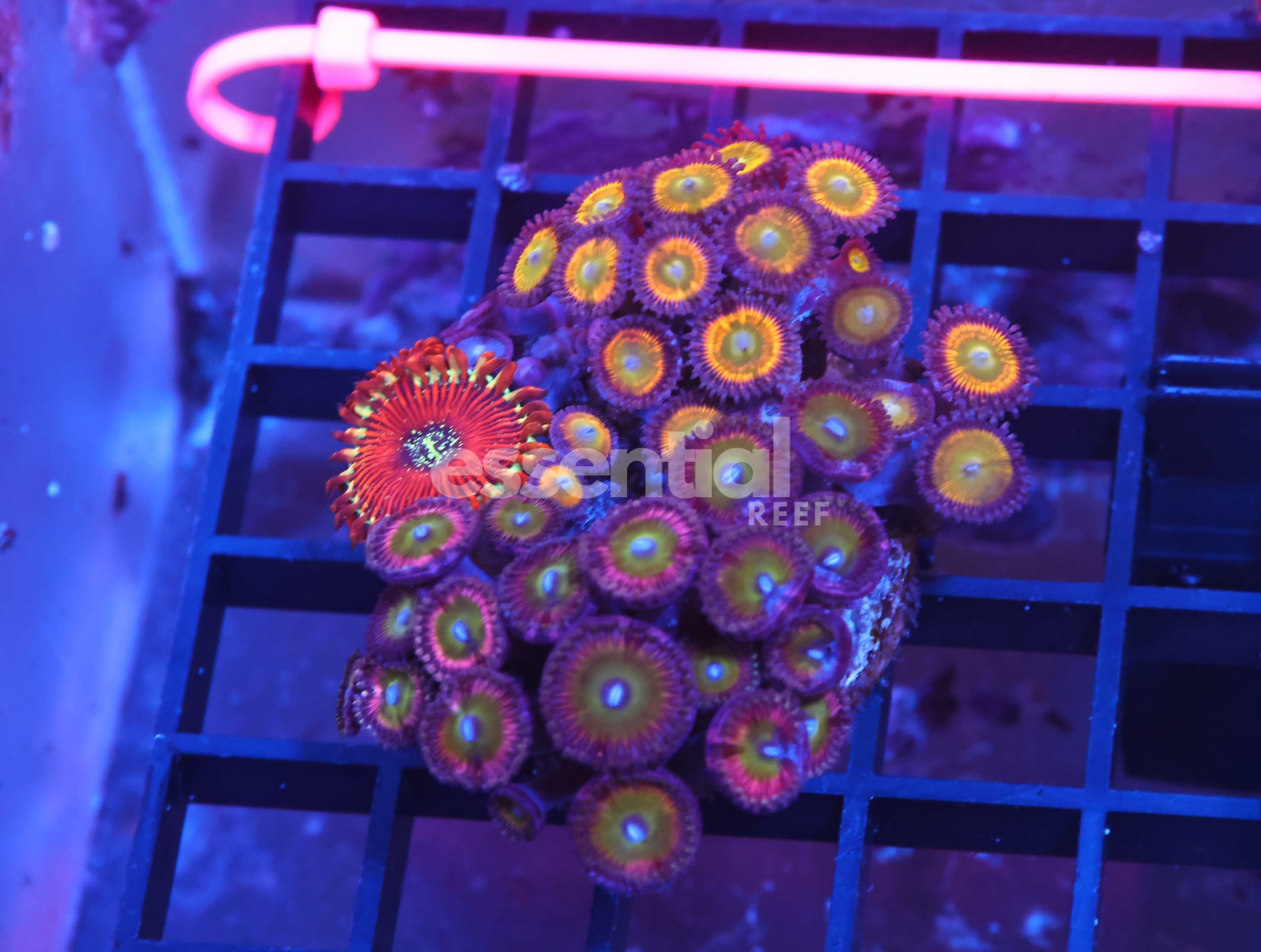 Watermarked - X01 - INDO ULTRA COMBO ZOA CULTURED