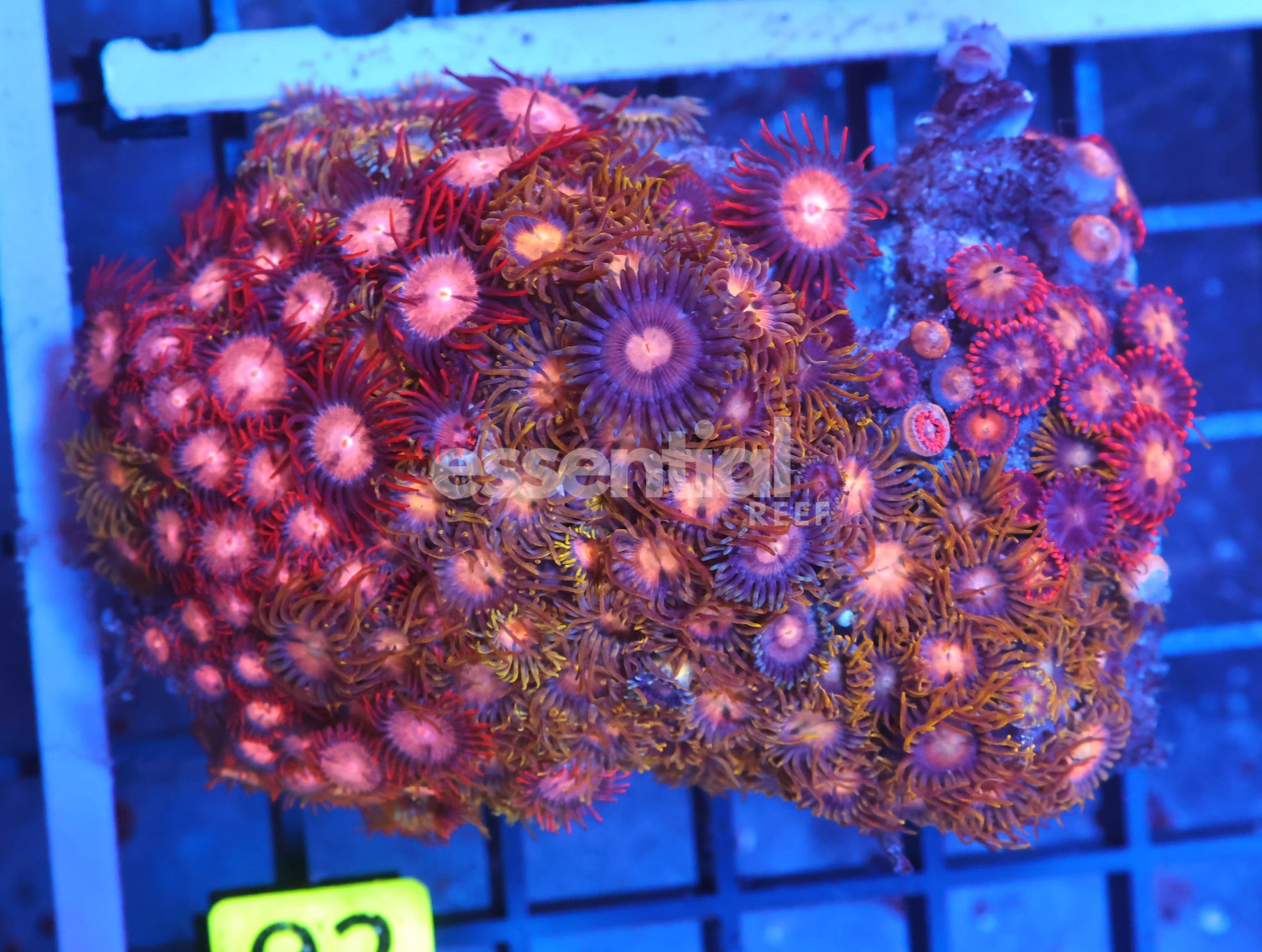 Watermarked - X02 - INDO COMBO ZOA ROCK