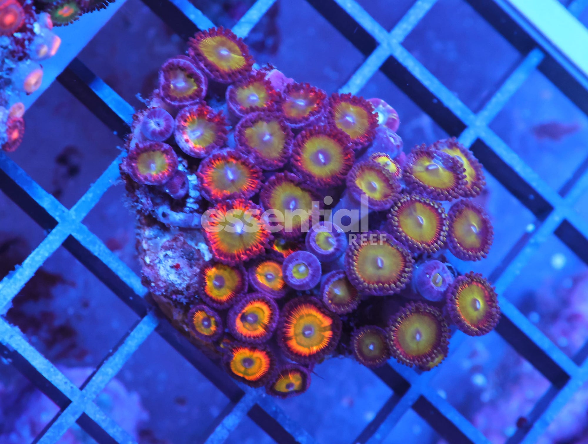 Watermarked - X03 - INDO ULTRA COMBO ZOA CULTURED