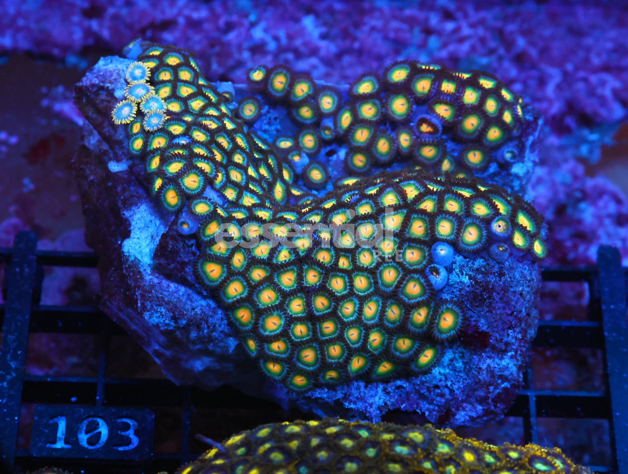 Watermarked - X103 - Indo Dragon Eye Zoa