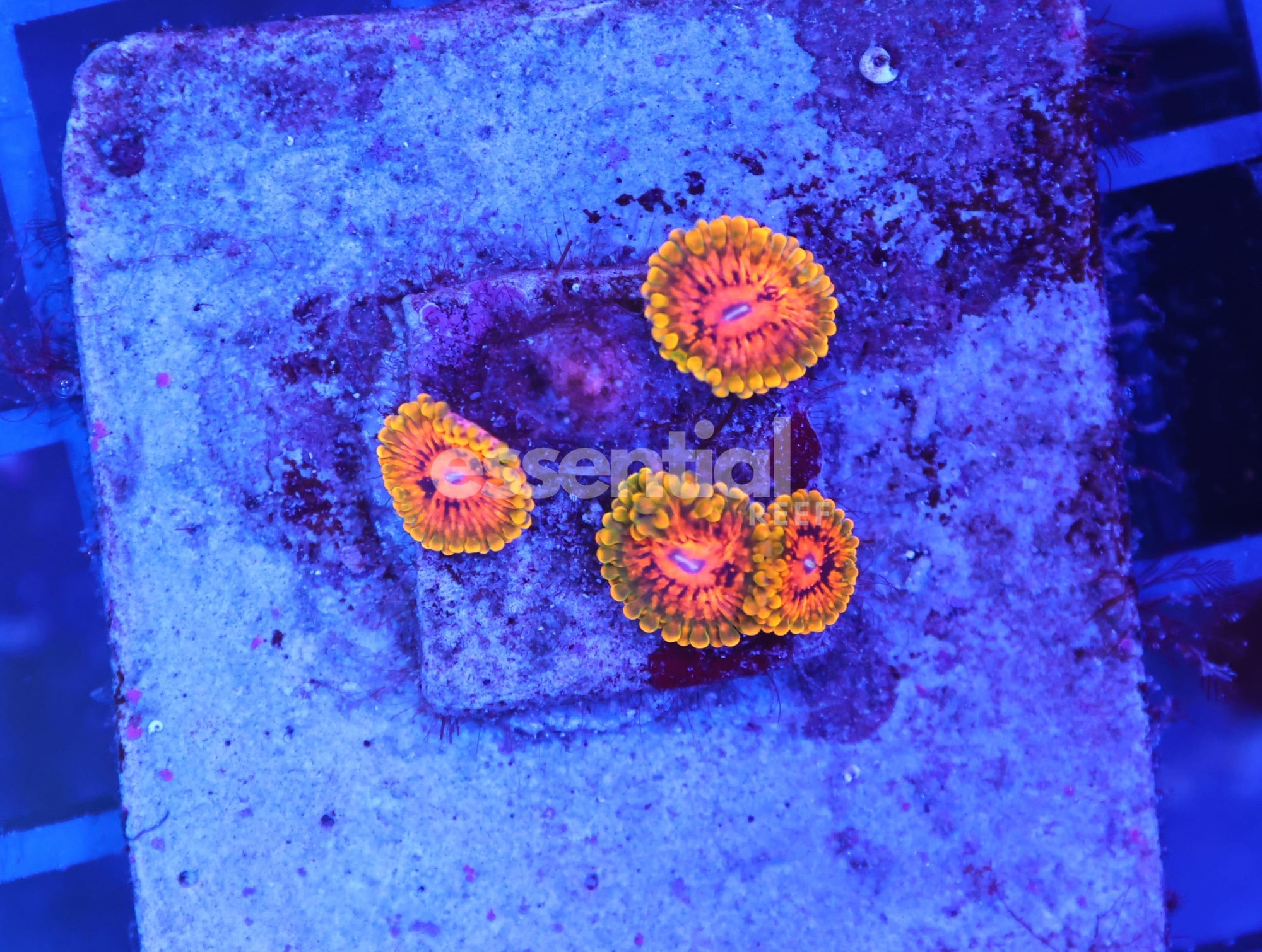 Watermarked - X05 - GMK ZOA CULTURED