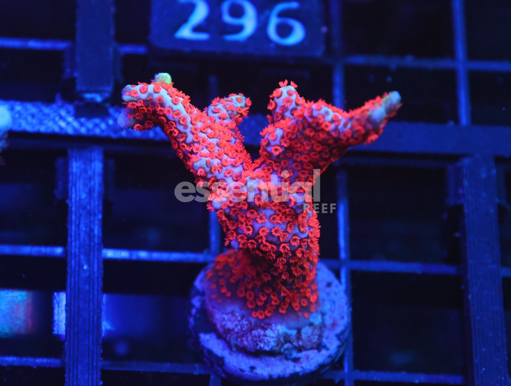 Watermarked - O289 - SDC Bubble Gum Montipora Digi