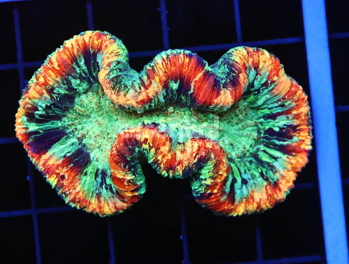 Watermarked - B49 -AUSSIE RAINBOW RIM TRACHY